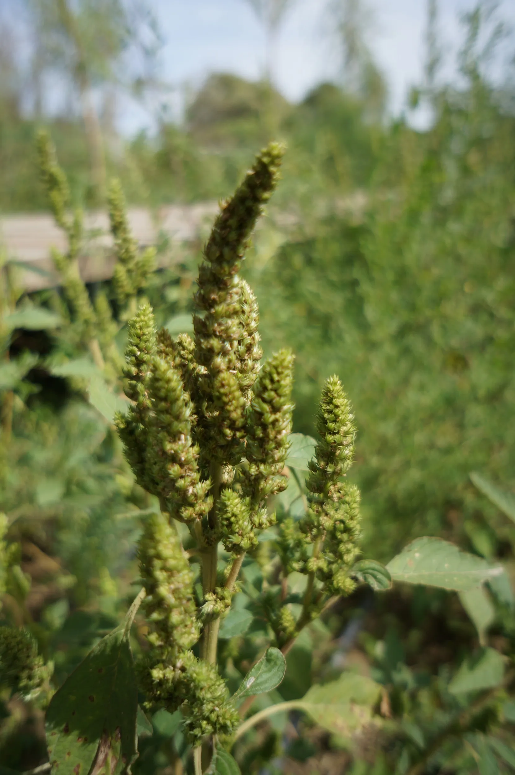 遊歩道周辺に咲く植物