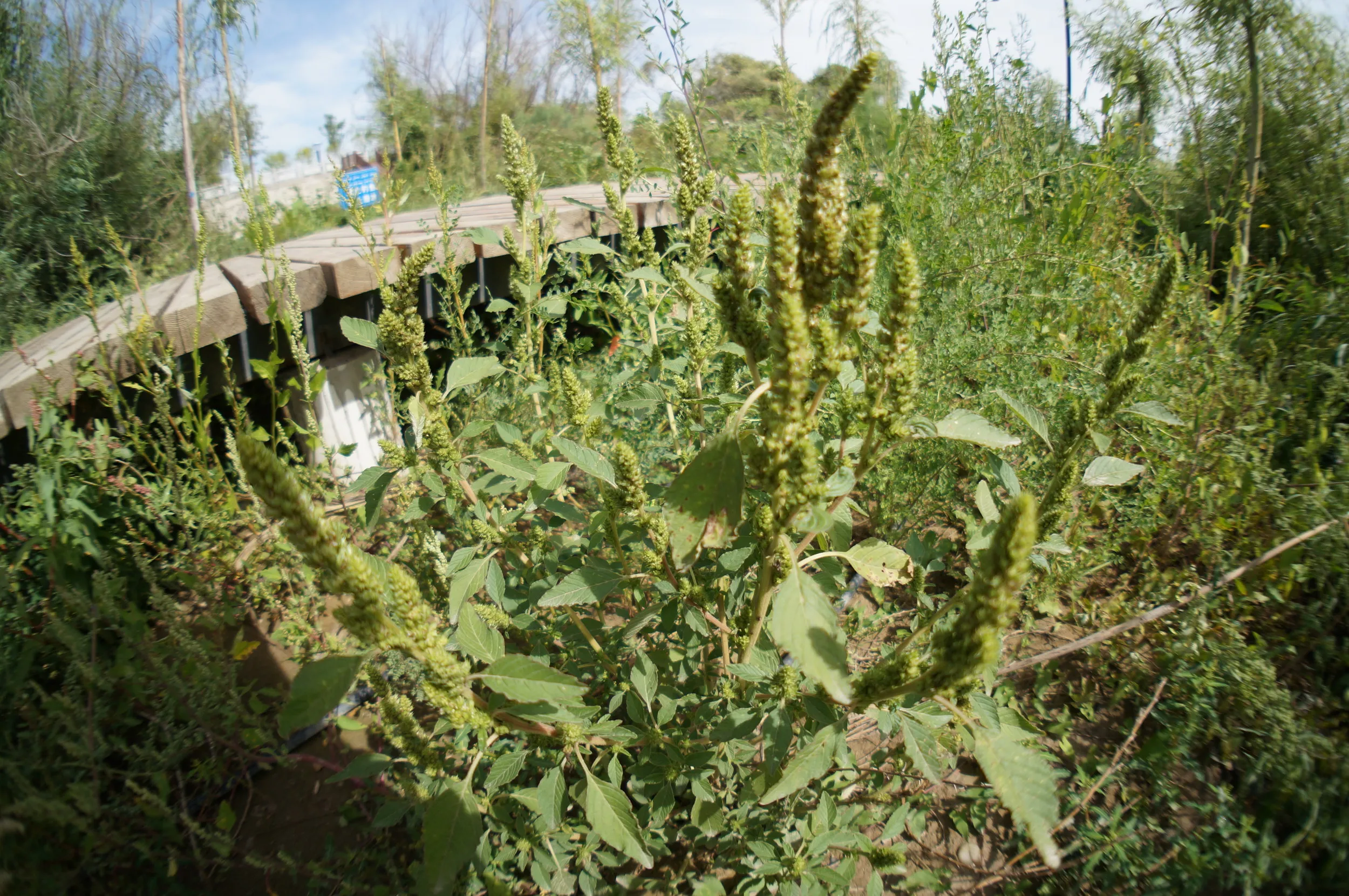 遊歩道周辺に咲く植物