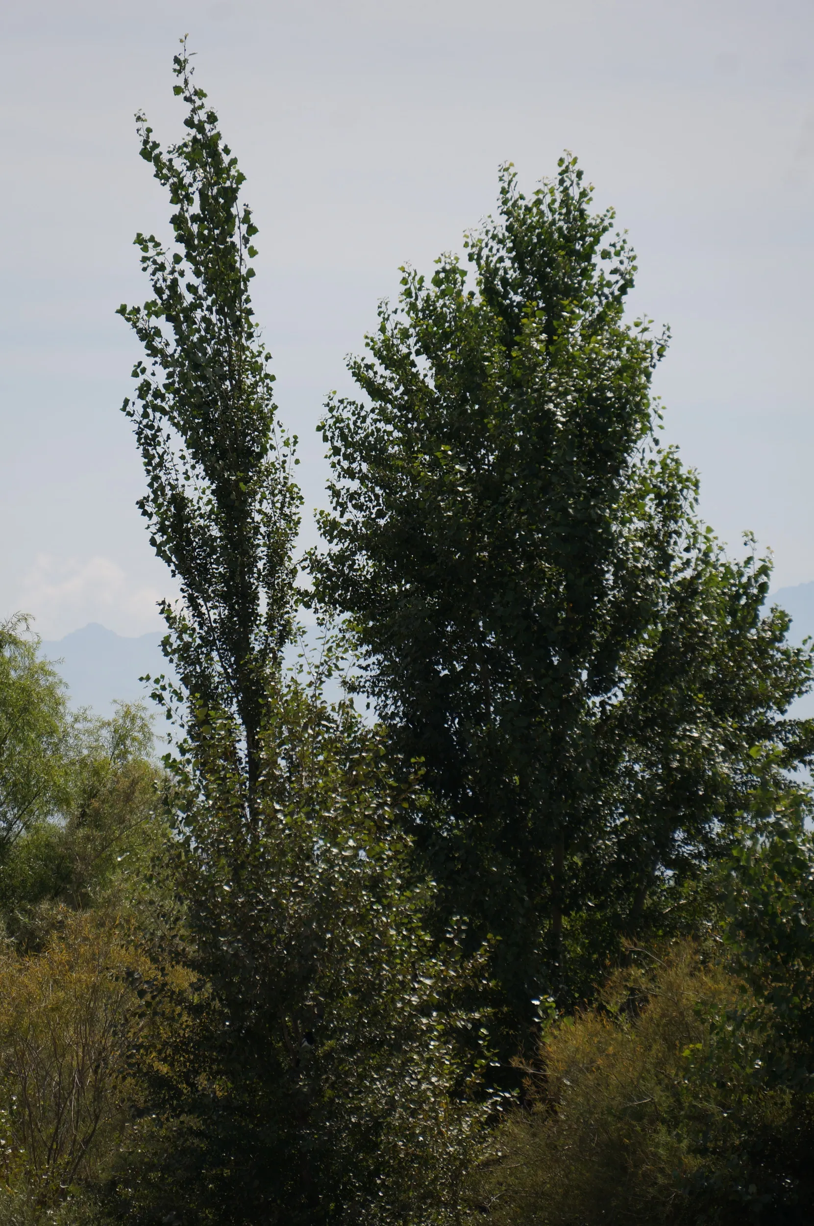 付近に生える樹木