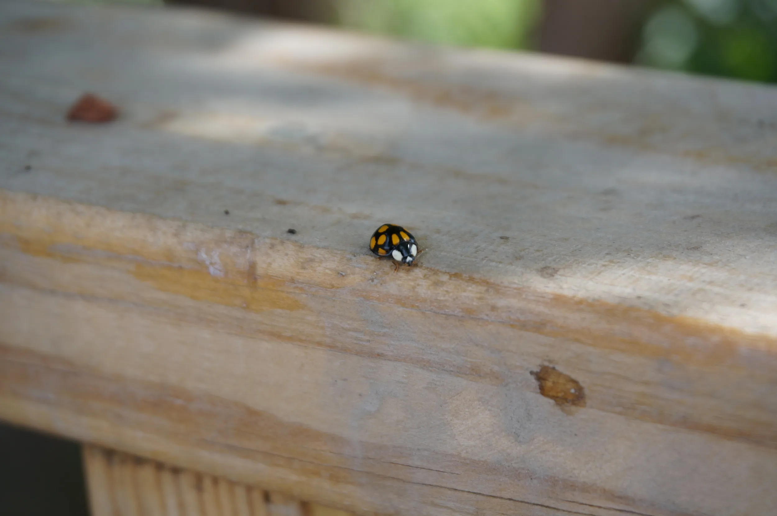 遊歩道で見かけたテントウムシ