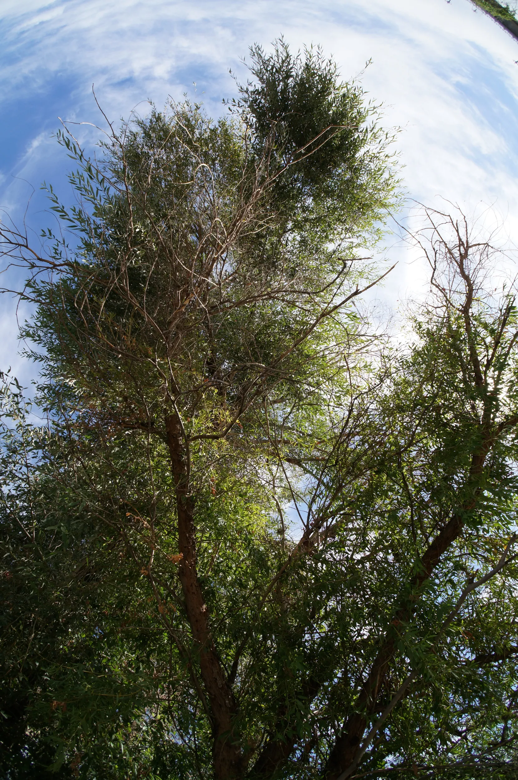 イリ河と大橋付近の樹木