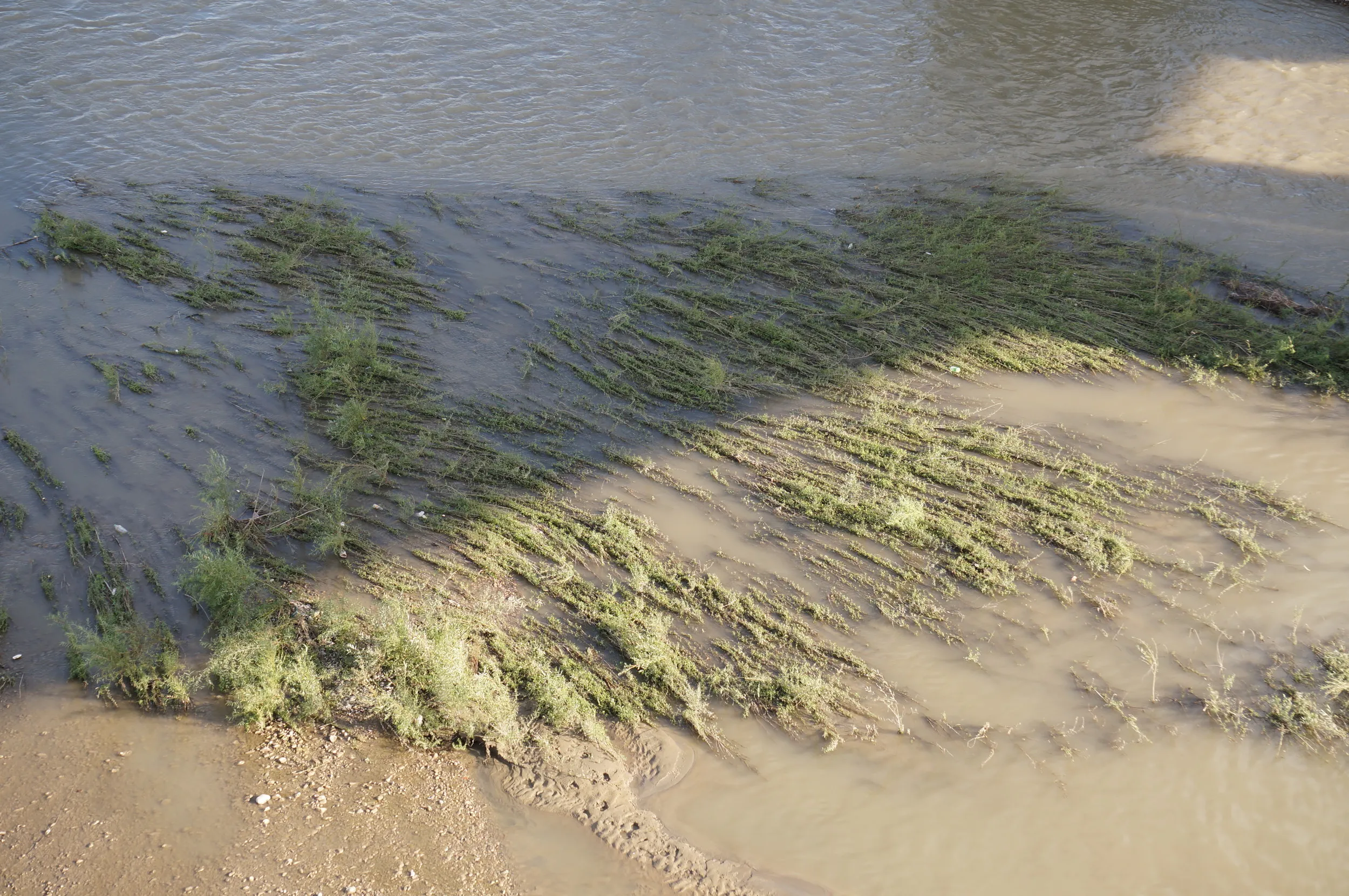 イリ河大橋の上からイリ河の川面を眺める