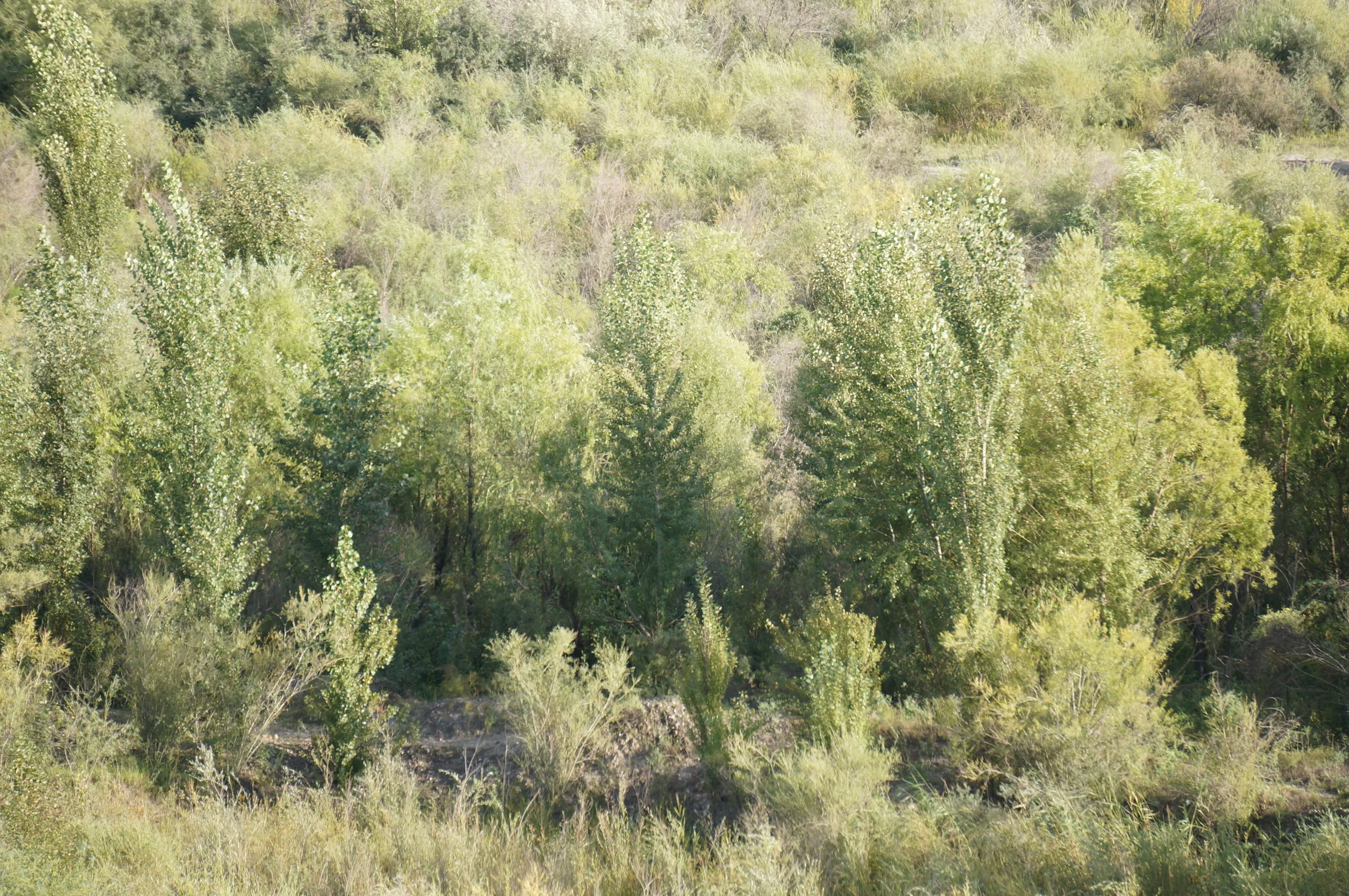 イリ河大橋の上からイリ河の川辺に生える樹木を観察