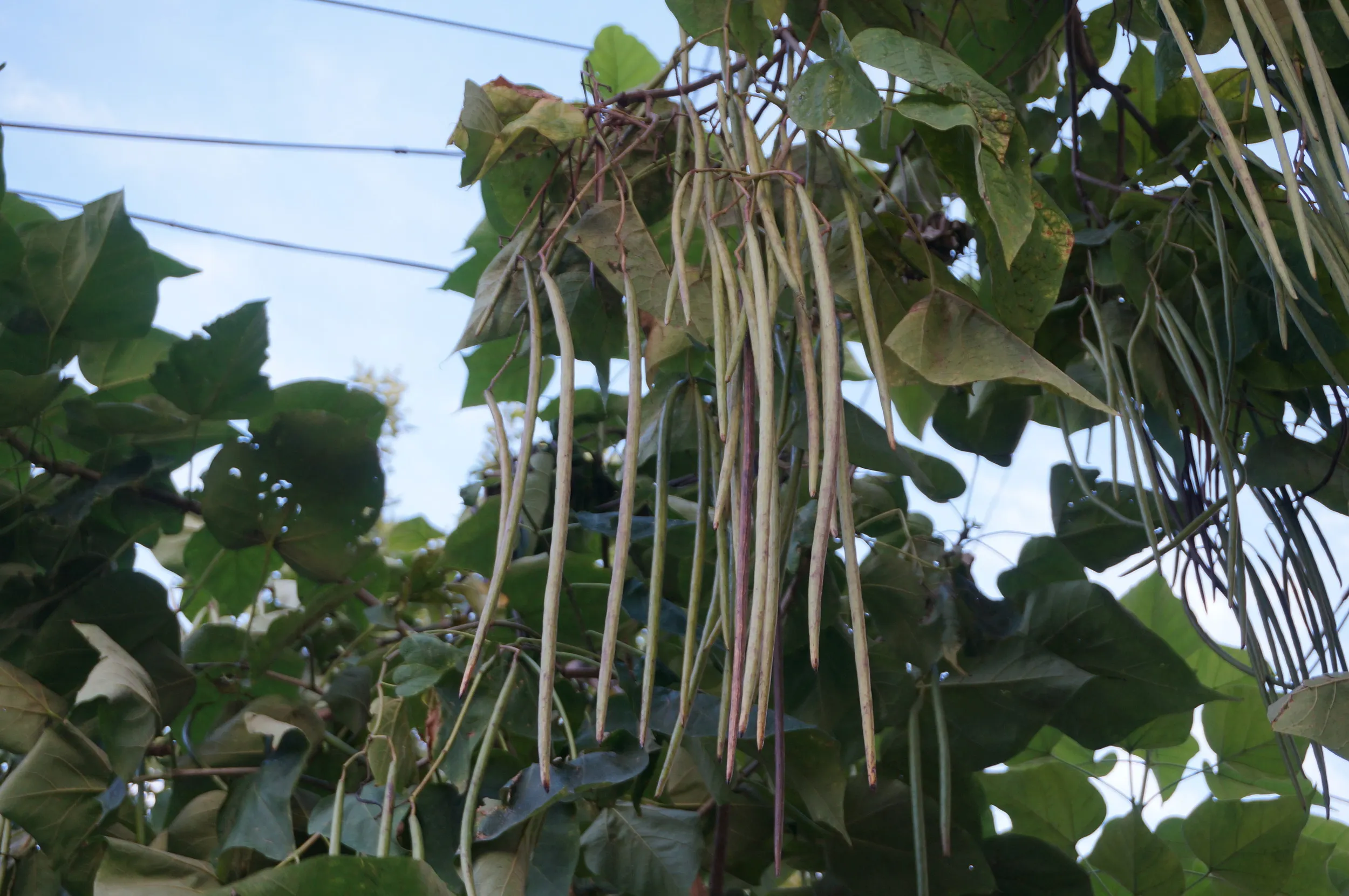 軍墾路便民市場付近の樹木の実
