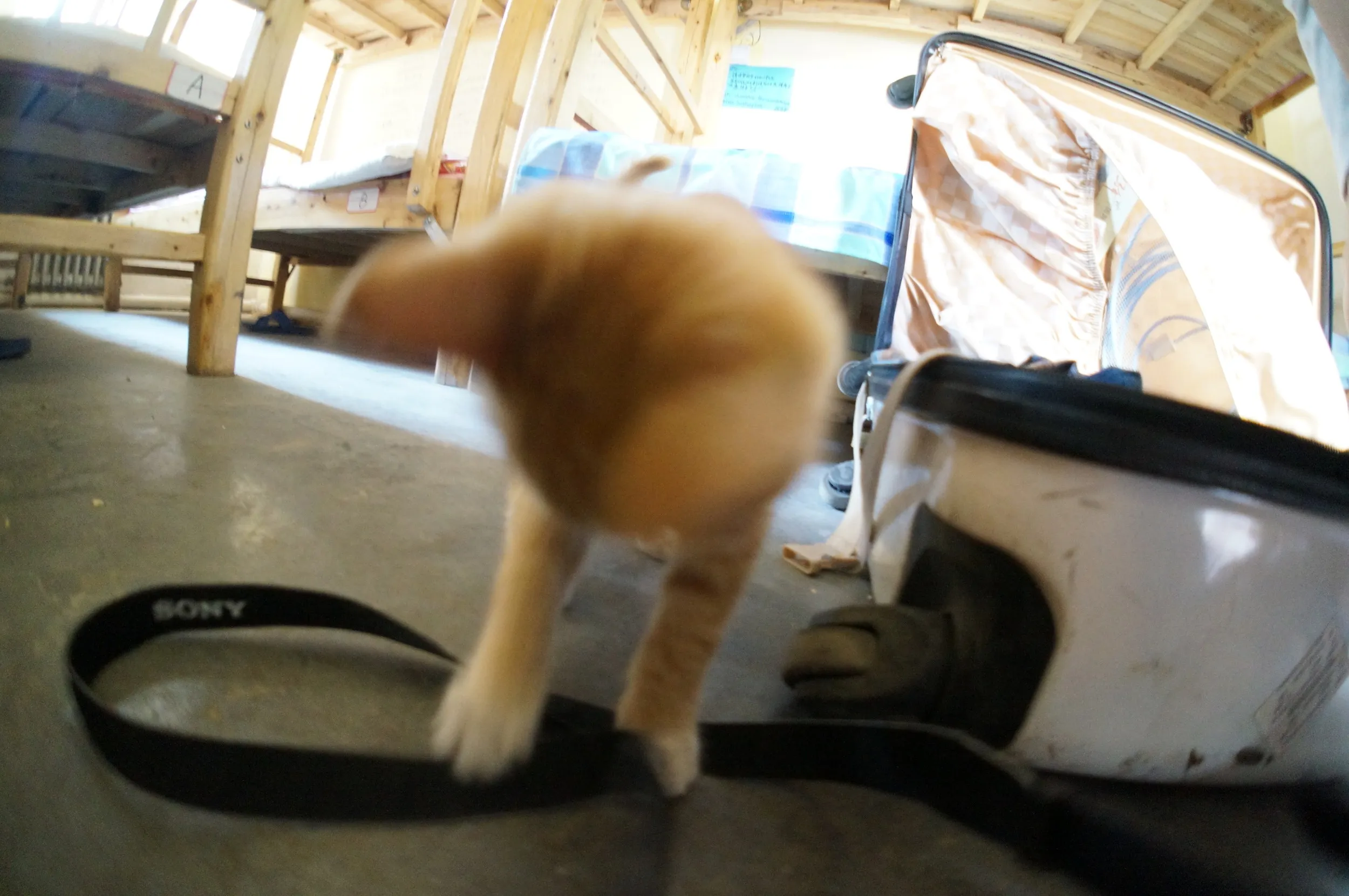 西驛国際青年旅舎に住み着いている子猫