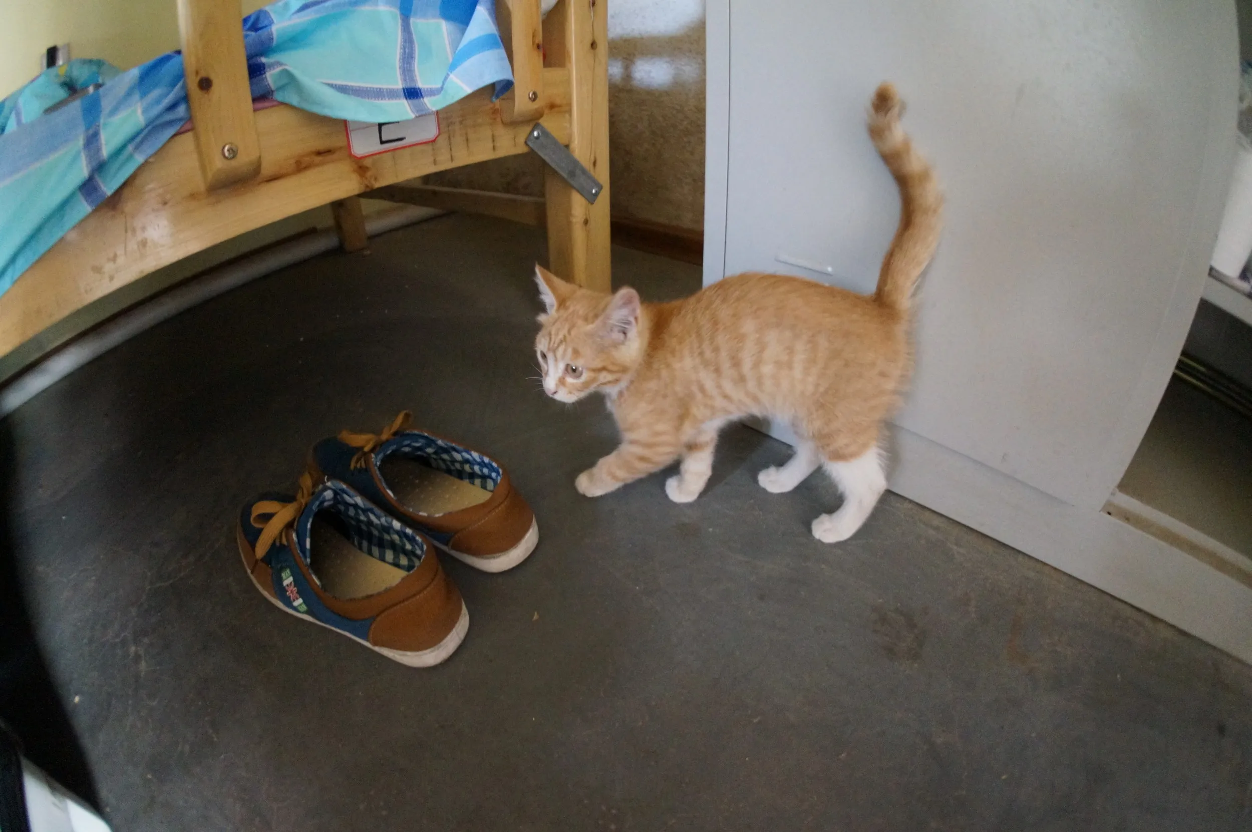 西驛国際青年旅舎に住み着いている子猫