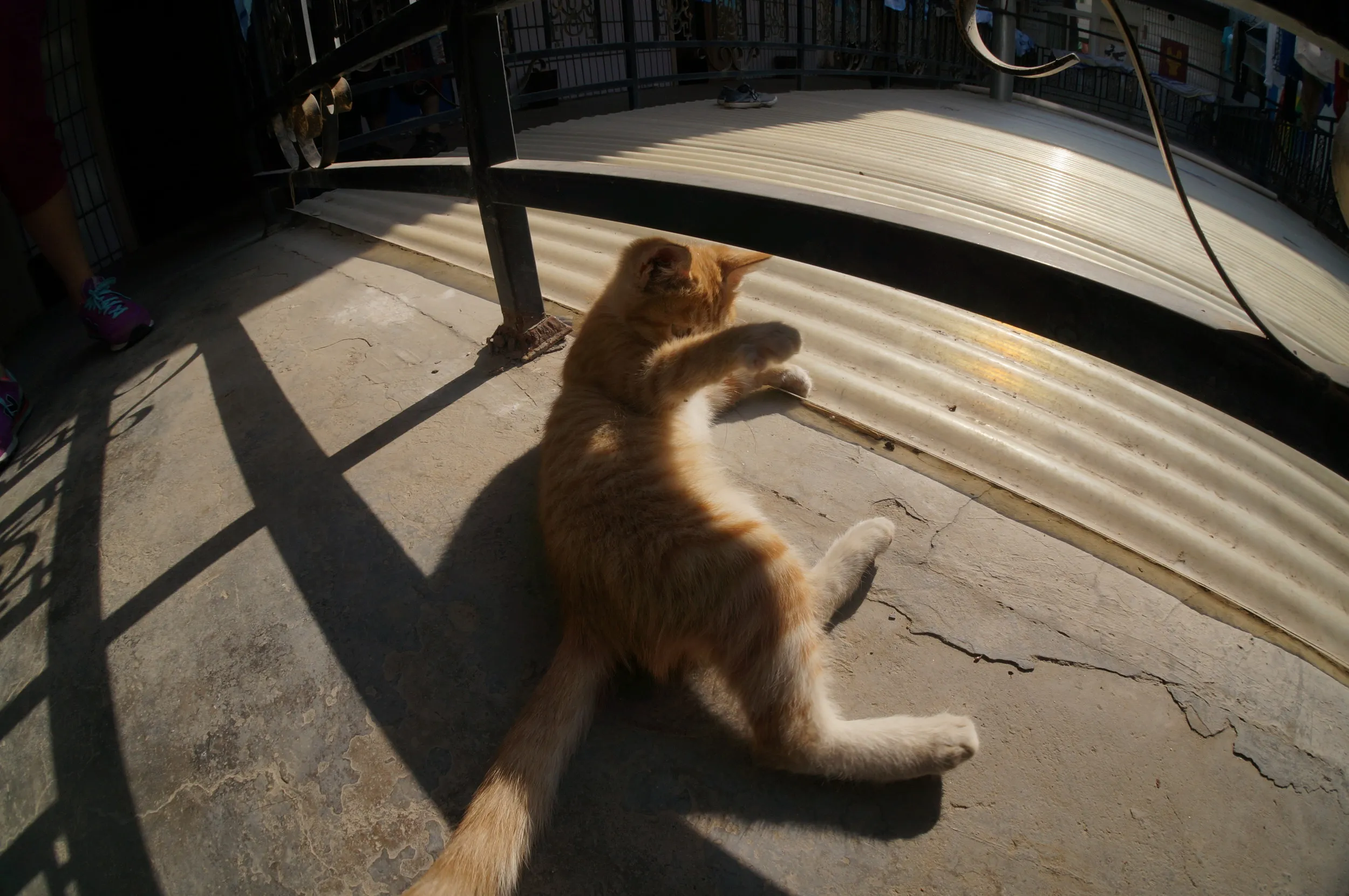 西驛国際青年旅舎に住み着いている腕白な子猫