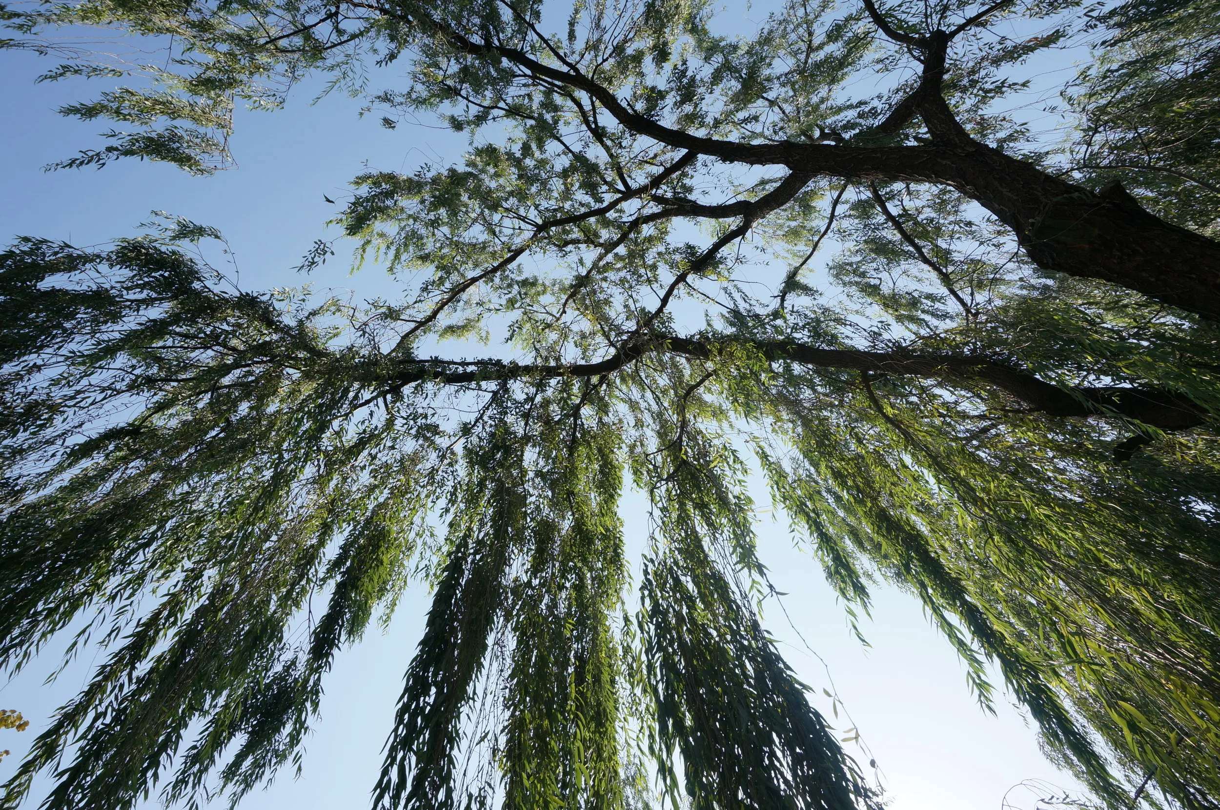 中山橋付近の柳の木