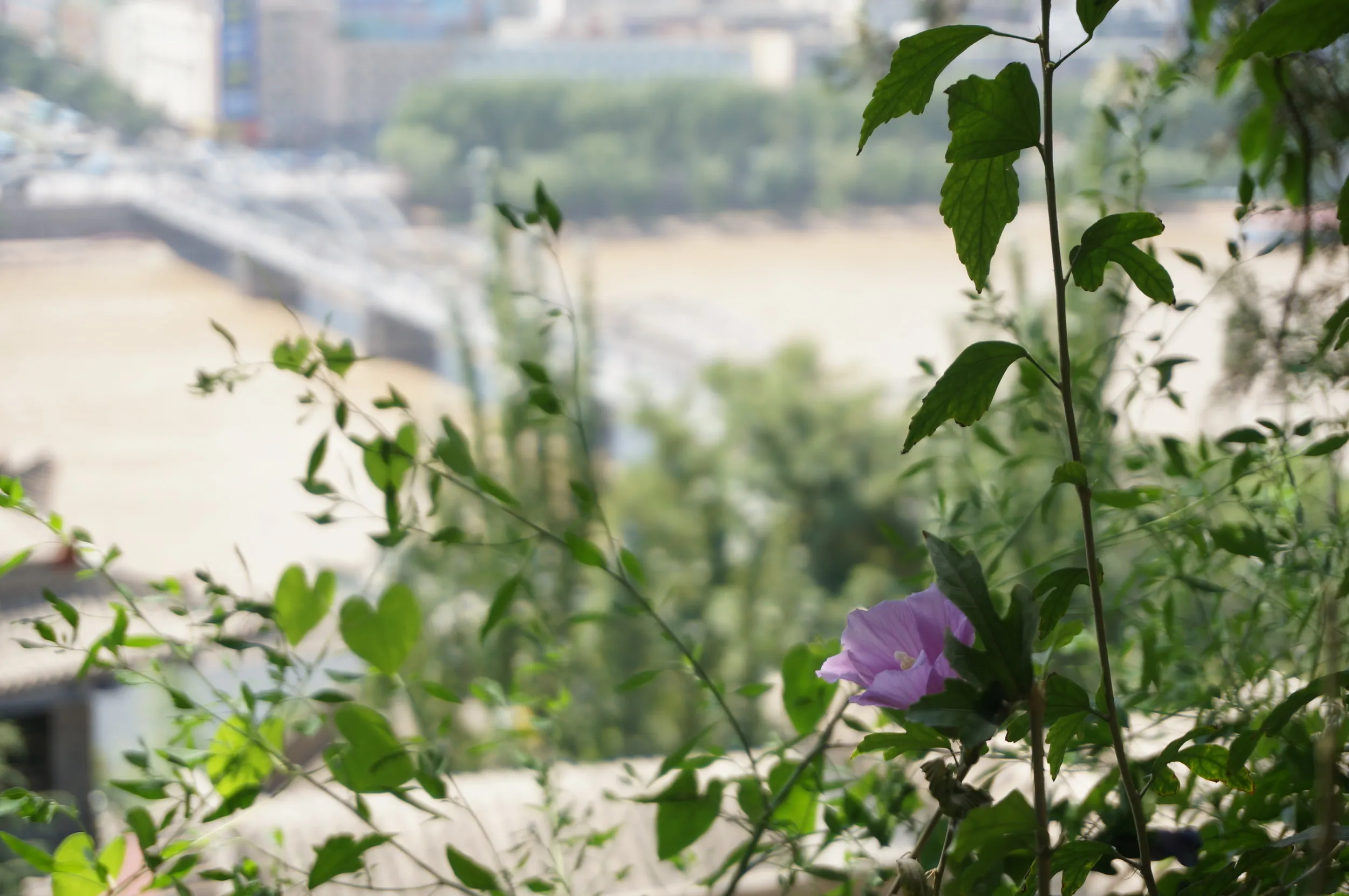 白塔山公園の花と中山橋