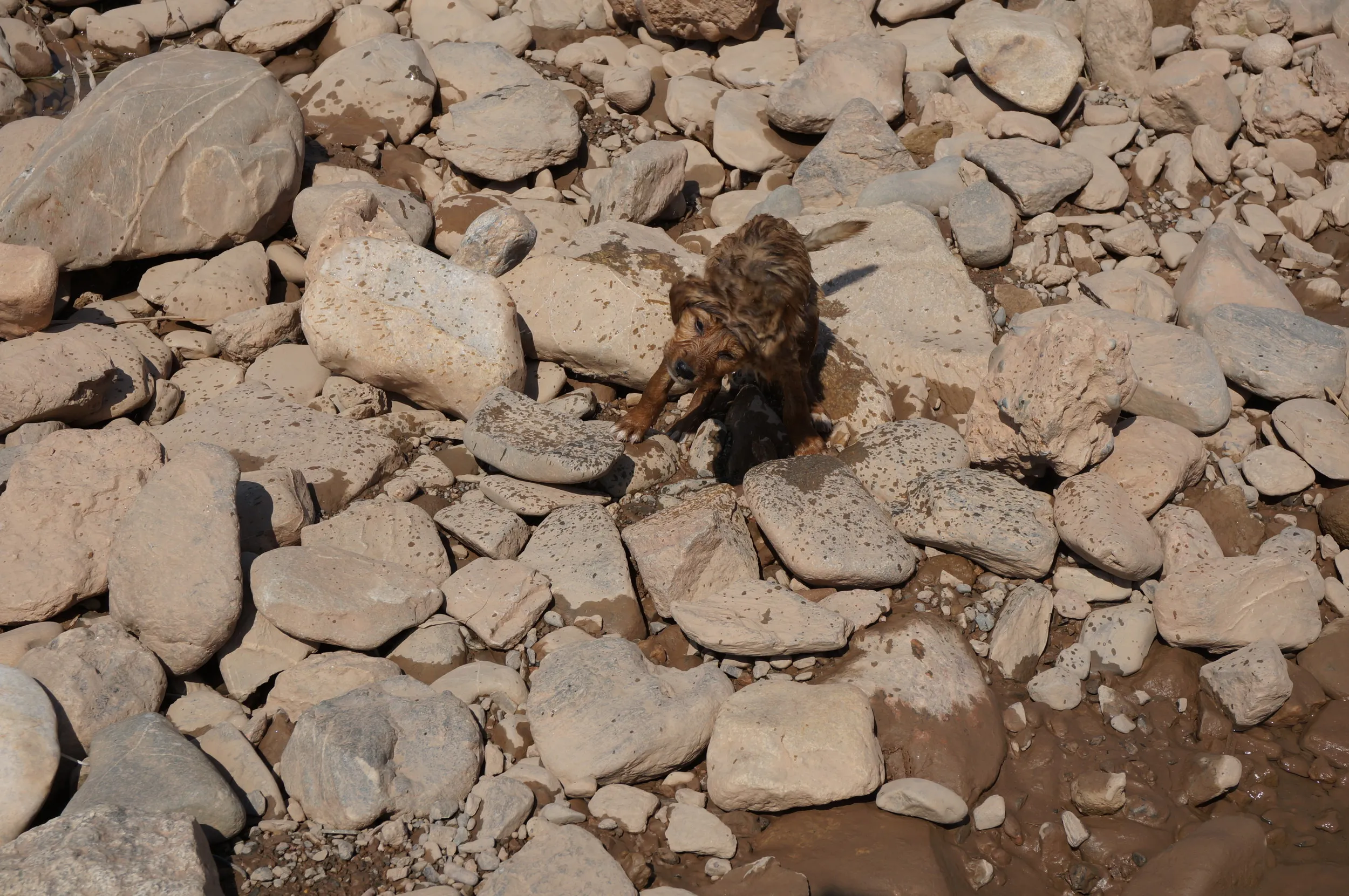 水浴びをした飼い犬が近寄って来た