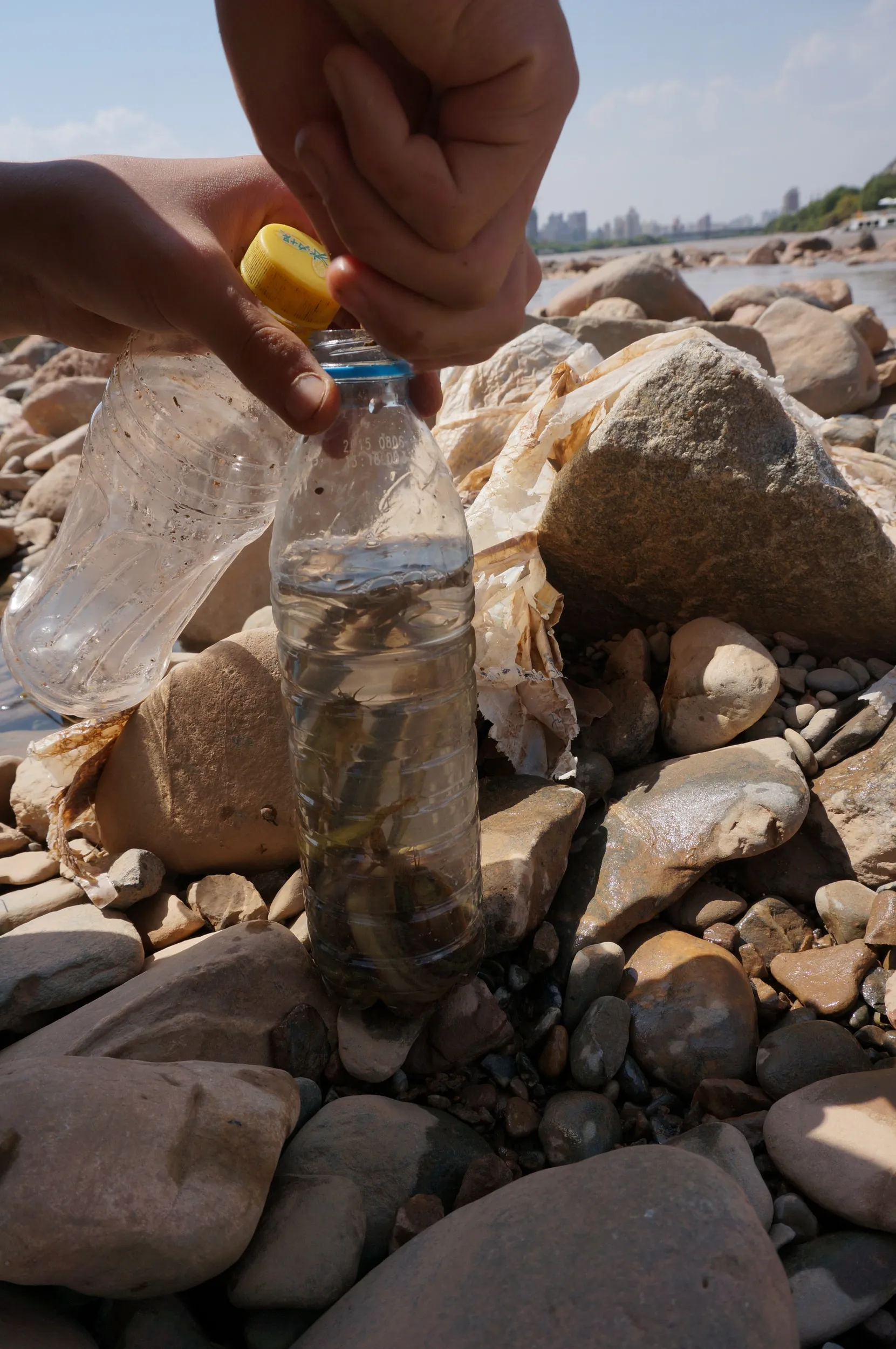 黄河のドジョウを間近に観察