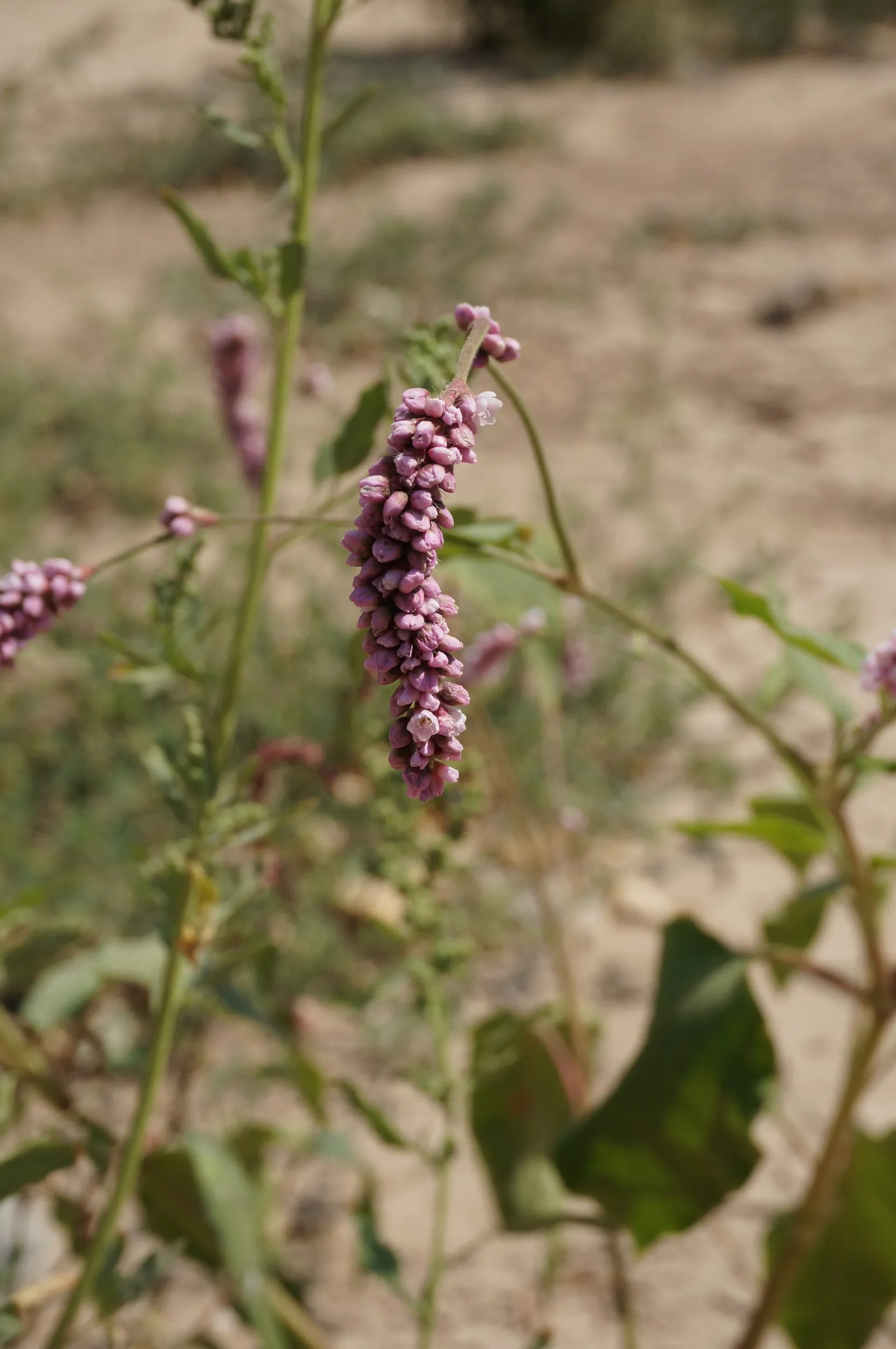 遊歩道に咲く薄紫色の花