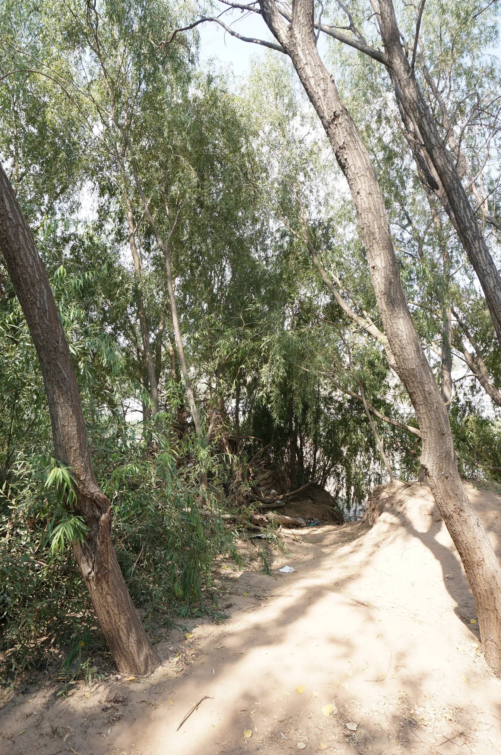 うっそうと茂った林を抜けて向かう