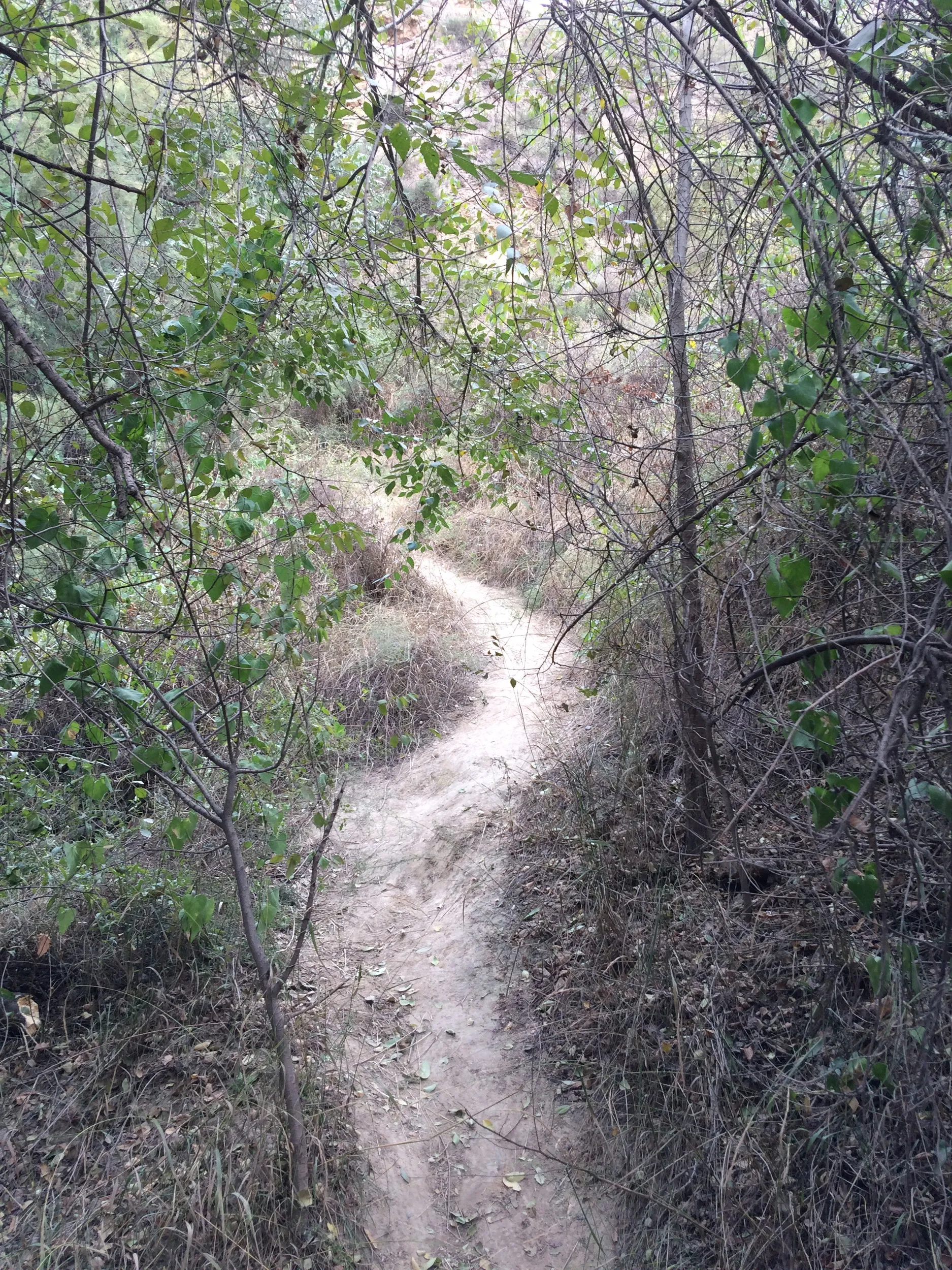 山道をなぜか本気モードでトレッキング