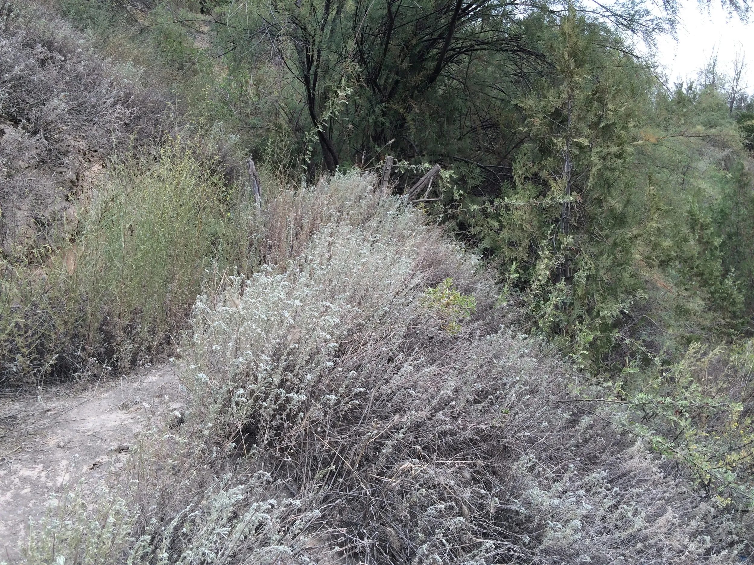 トレッキング中に見かけた植物