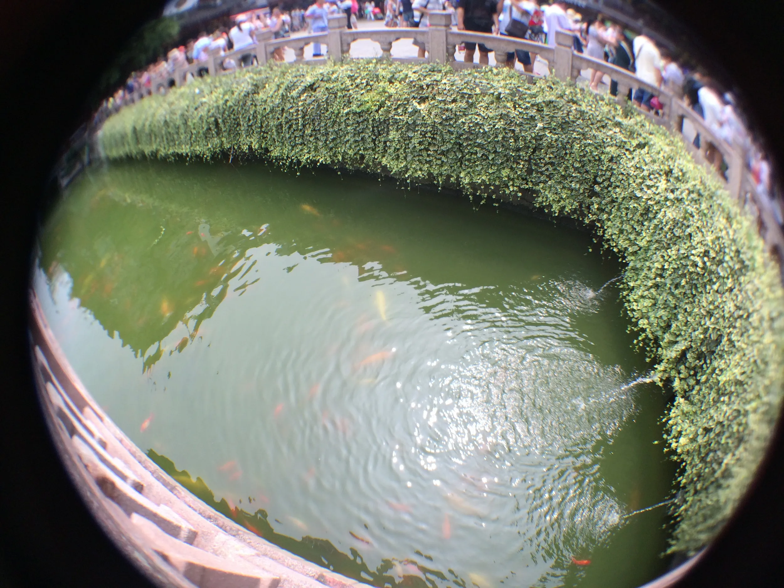 鯉が群れる様子