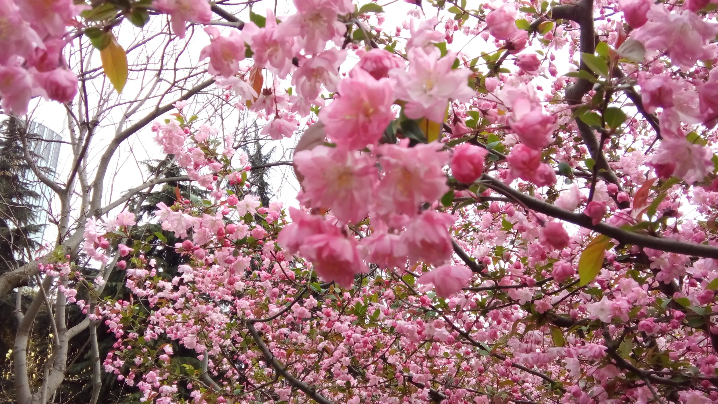 人民広場に咲く桃の花