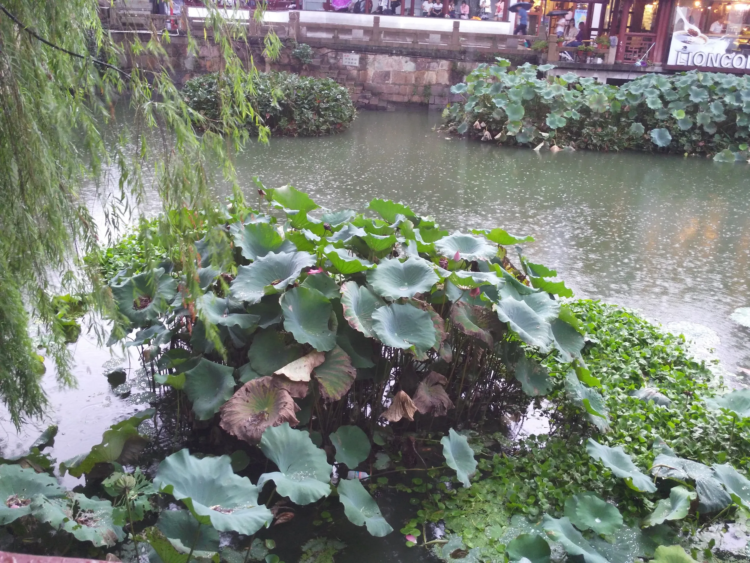 橋から見た運河