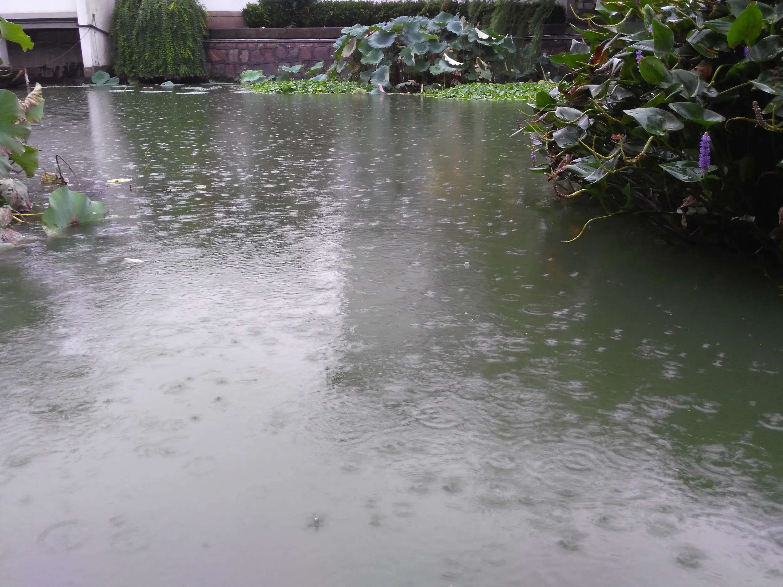 水面に落ちる雨