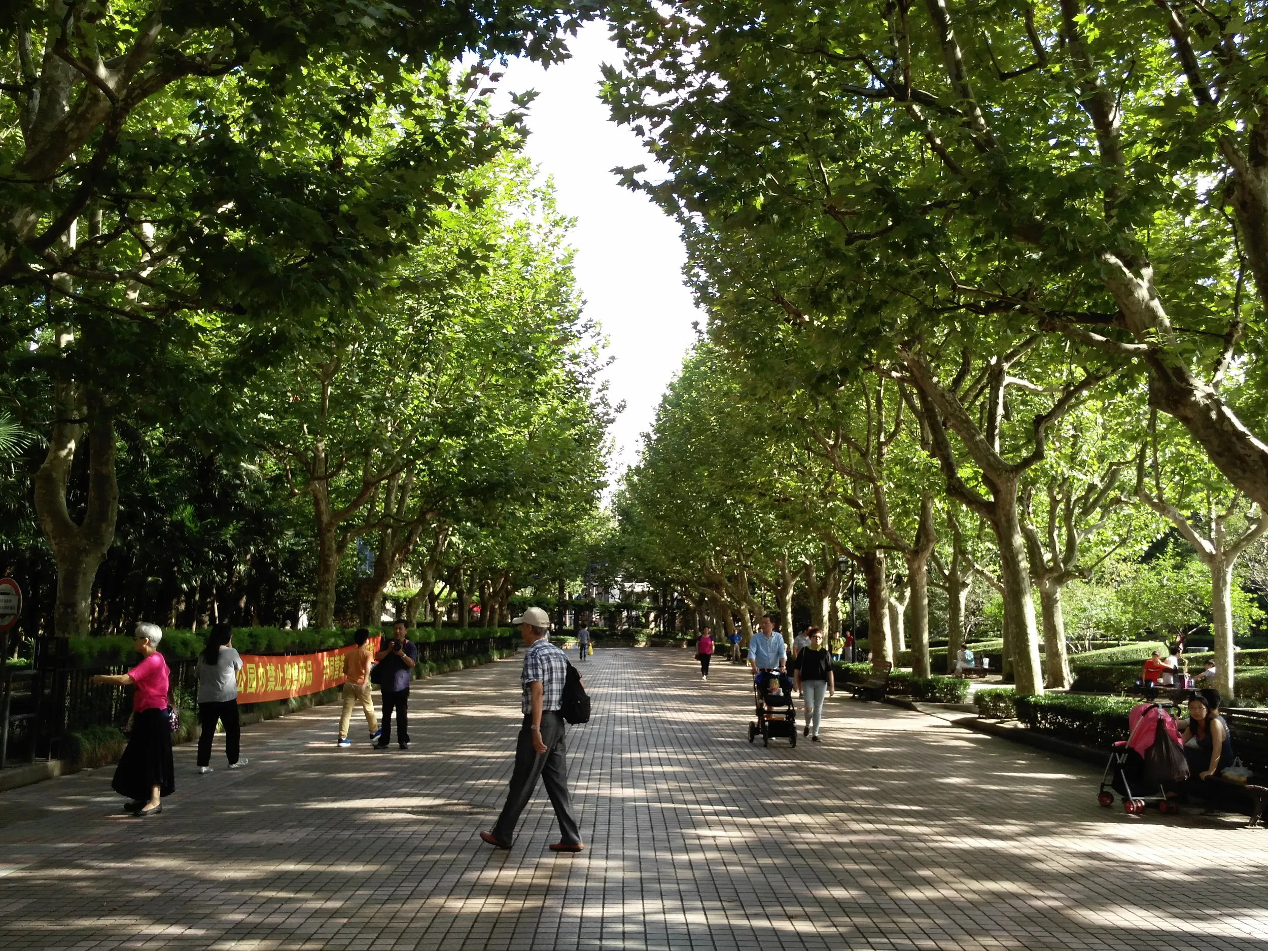 プラタナスの並木道