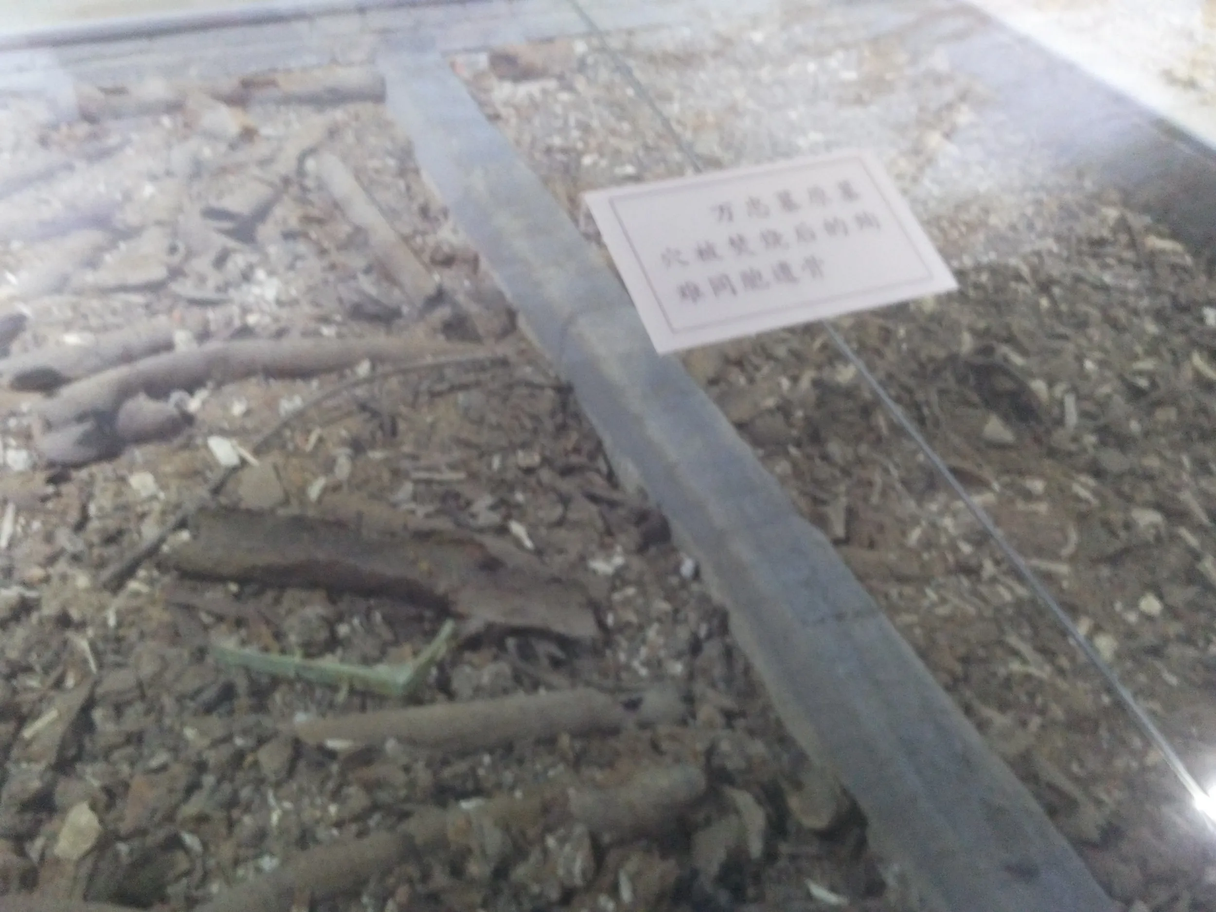 従軍記者の写真