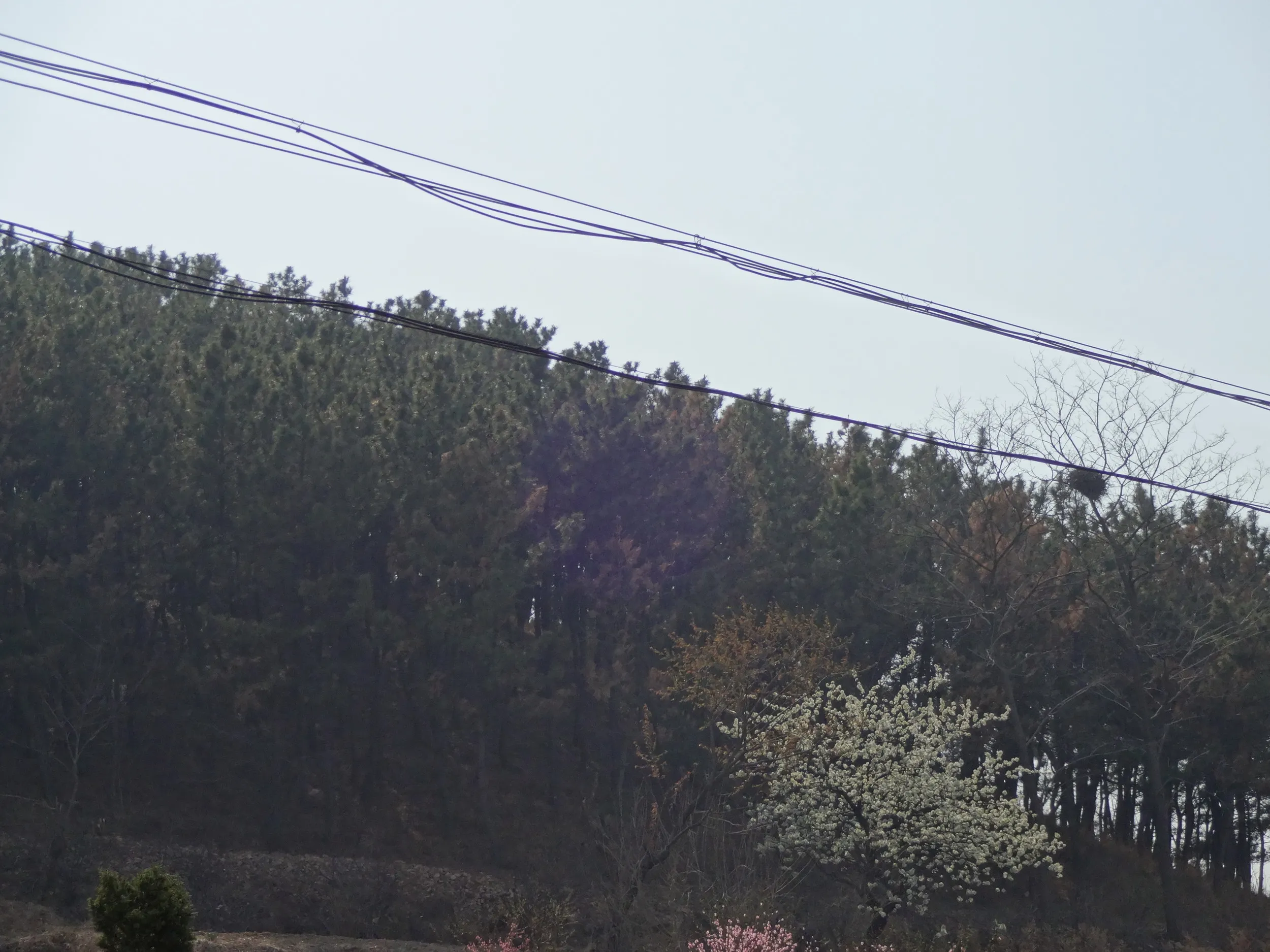 麓から見る爾霊山