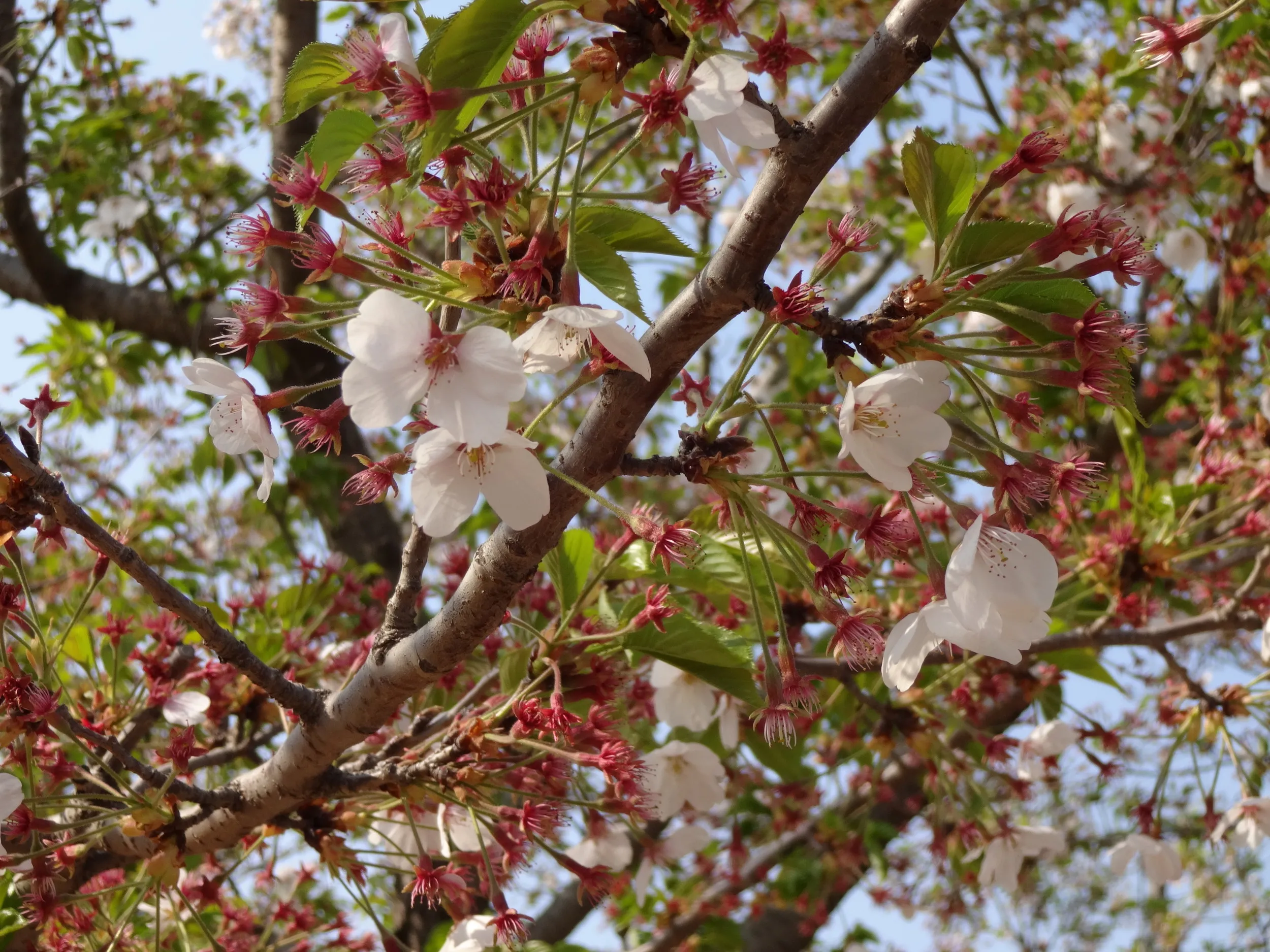 桜園のチケット売り場
