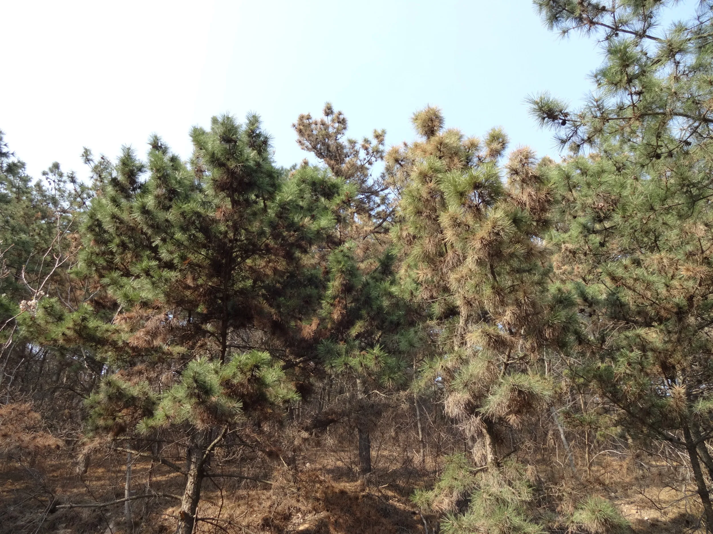 植えられた松の木