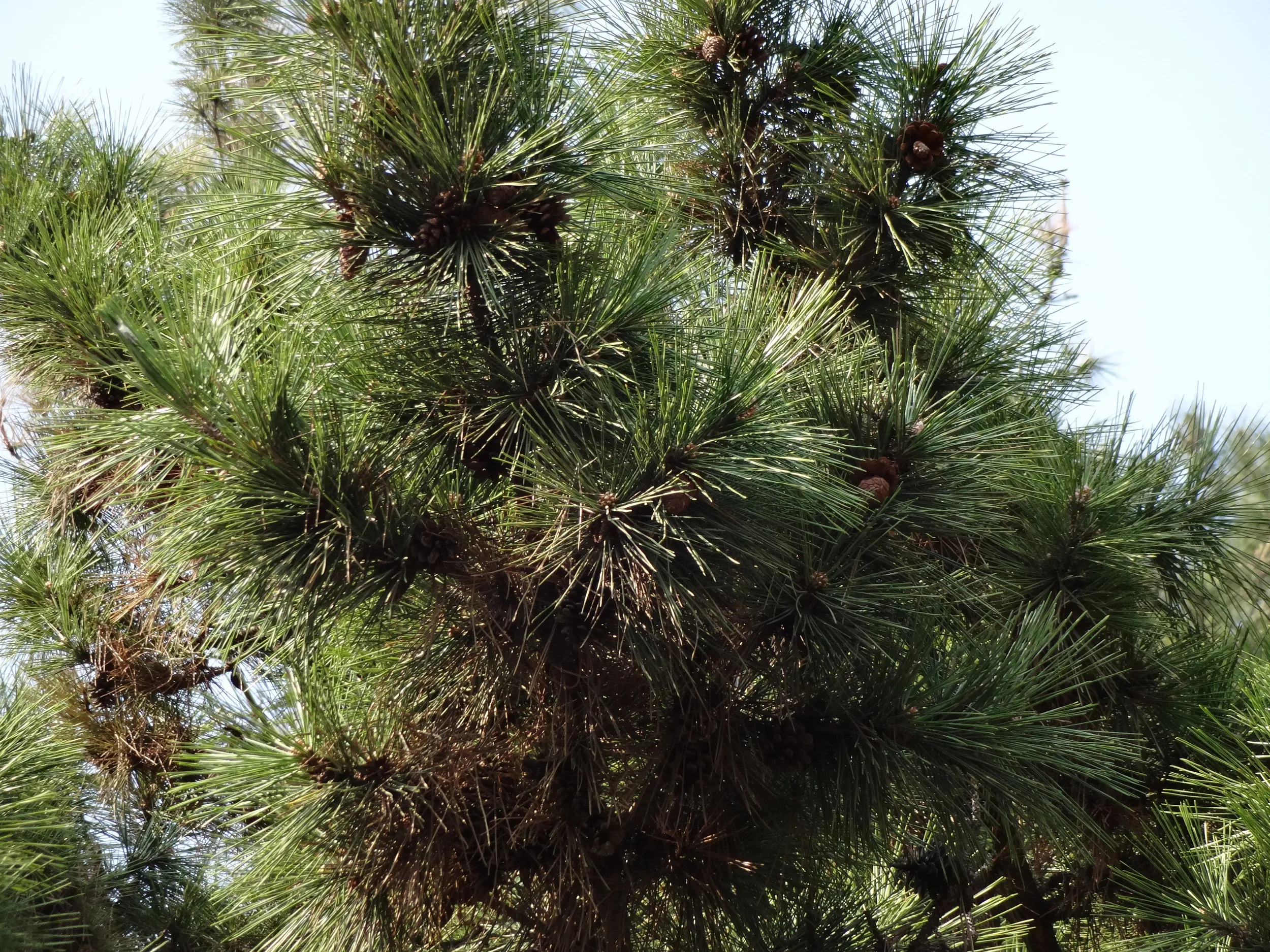 植えられた松の木