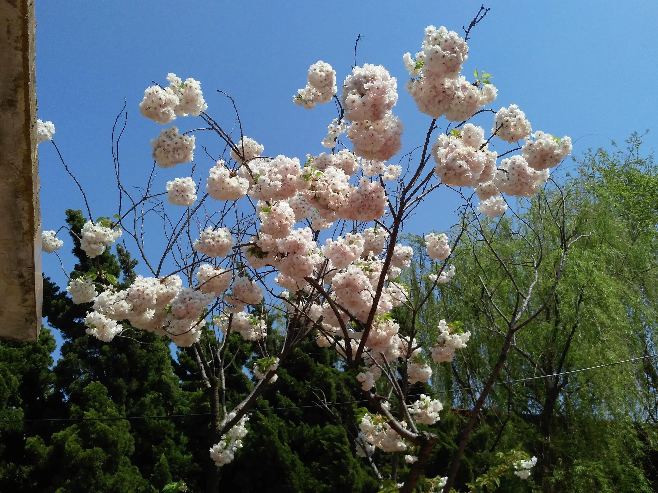 密集した桜の花