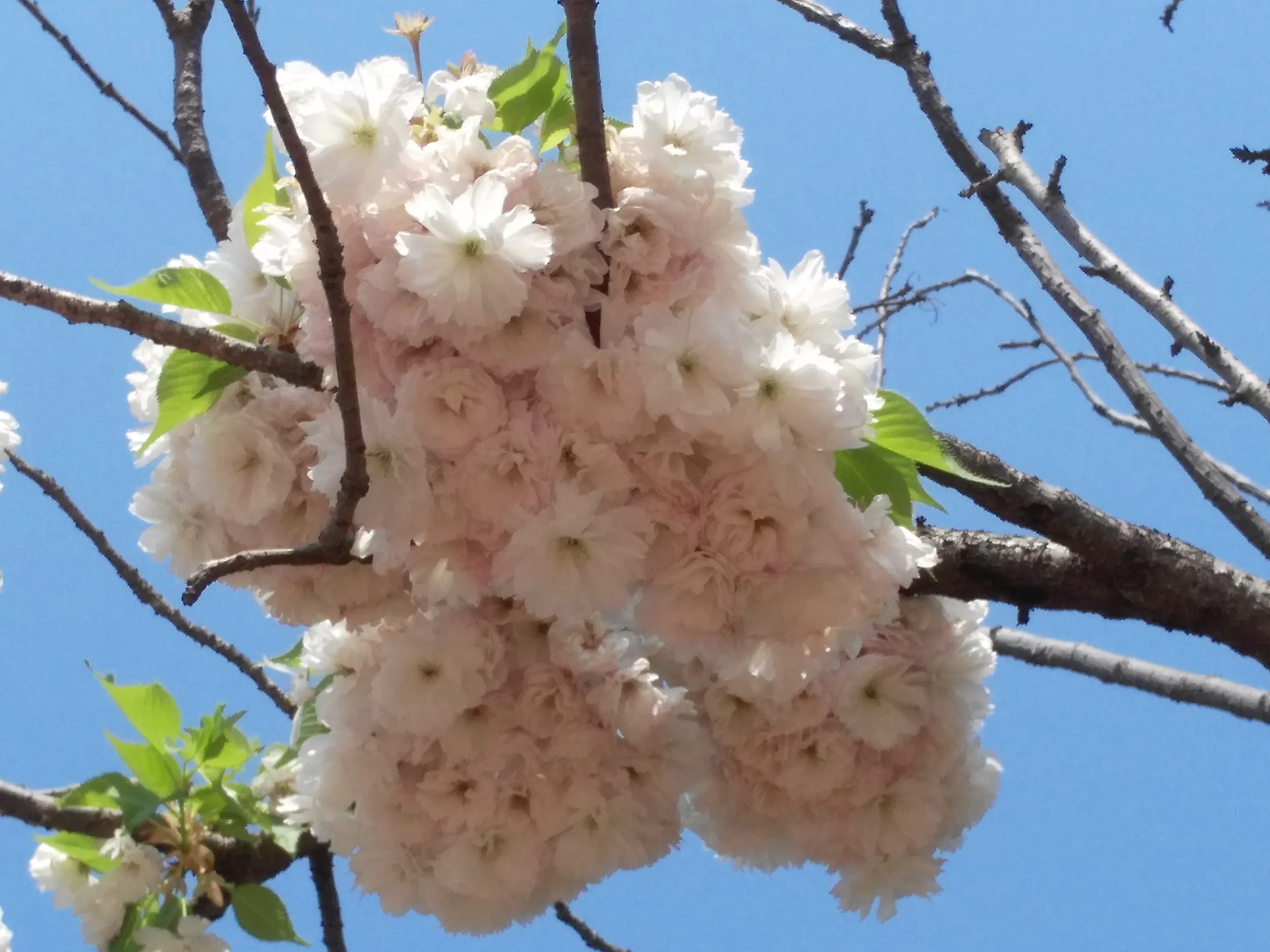 密集した桜の花