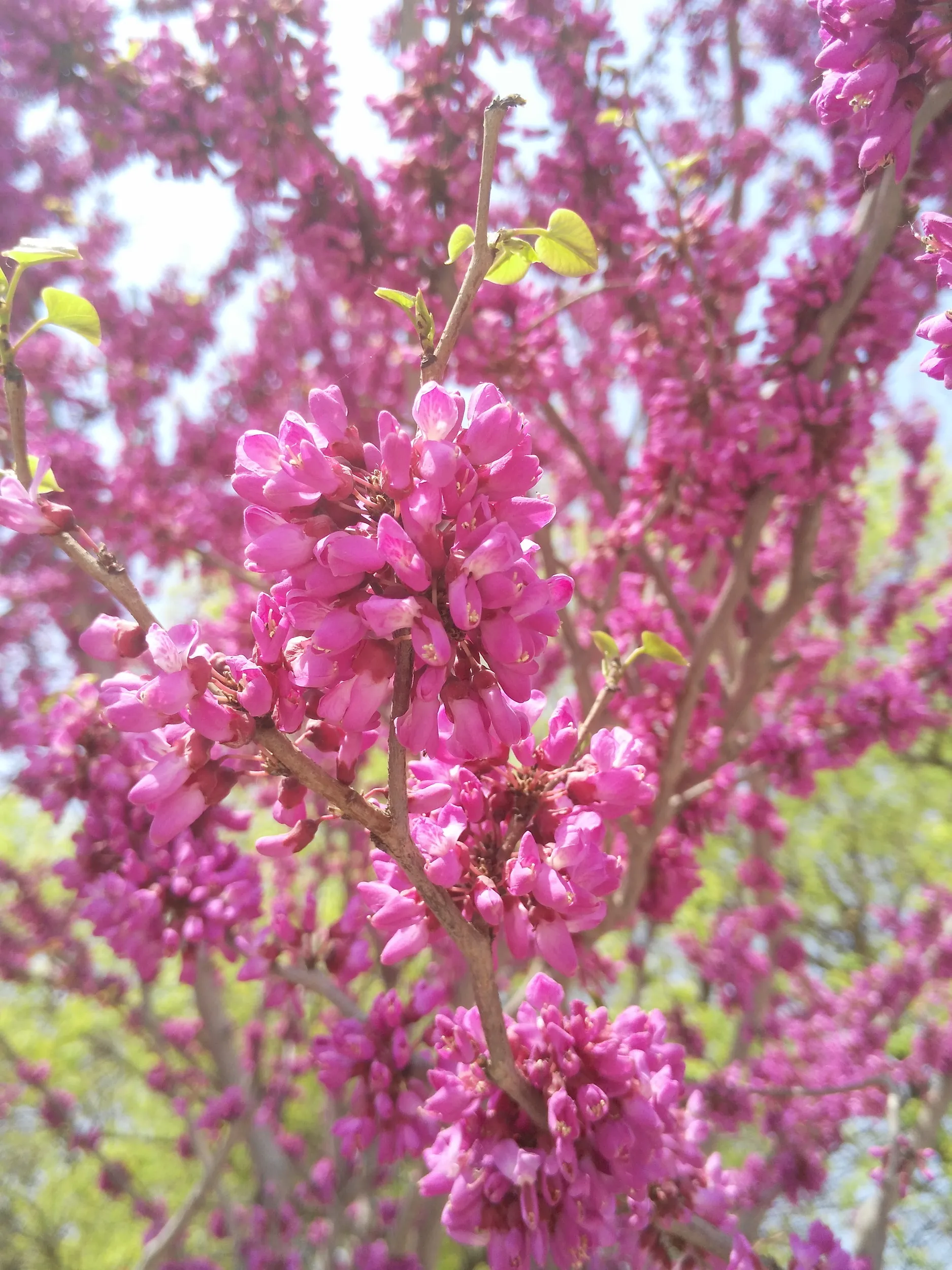 星海公園の桜