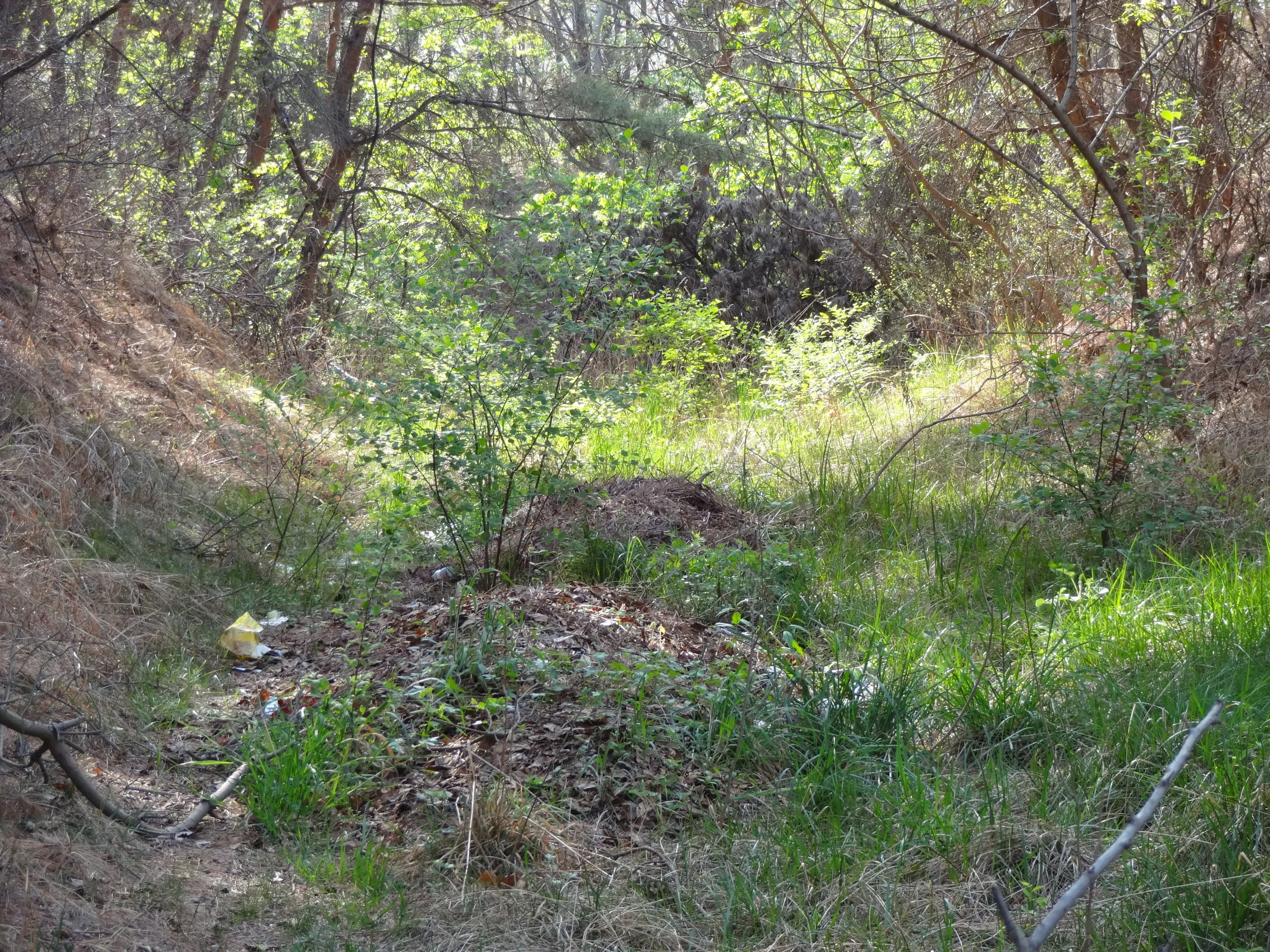 昔の道跡のゴミ