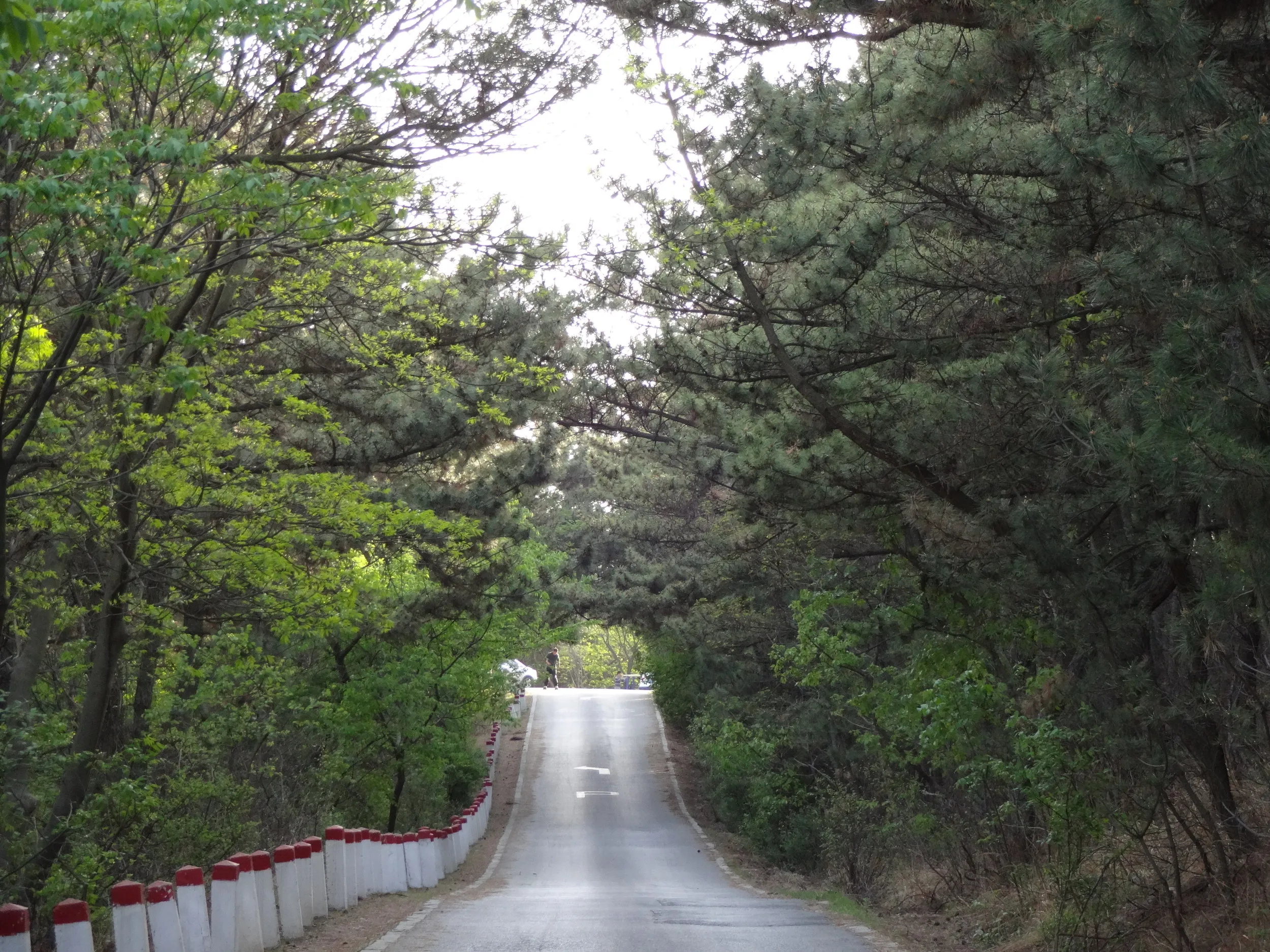 望台砲台へ向かう道