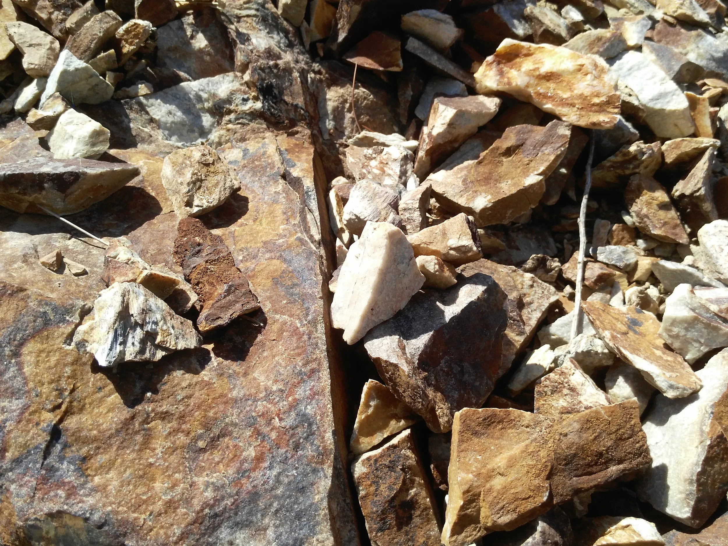 職場の裏山を散歩