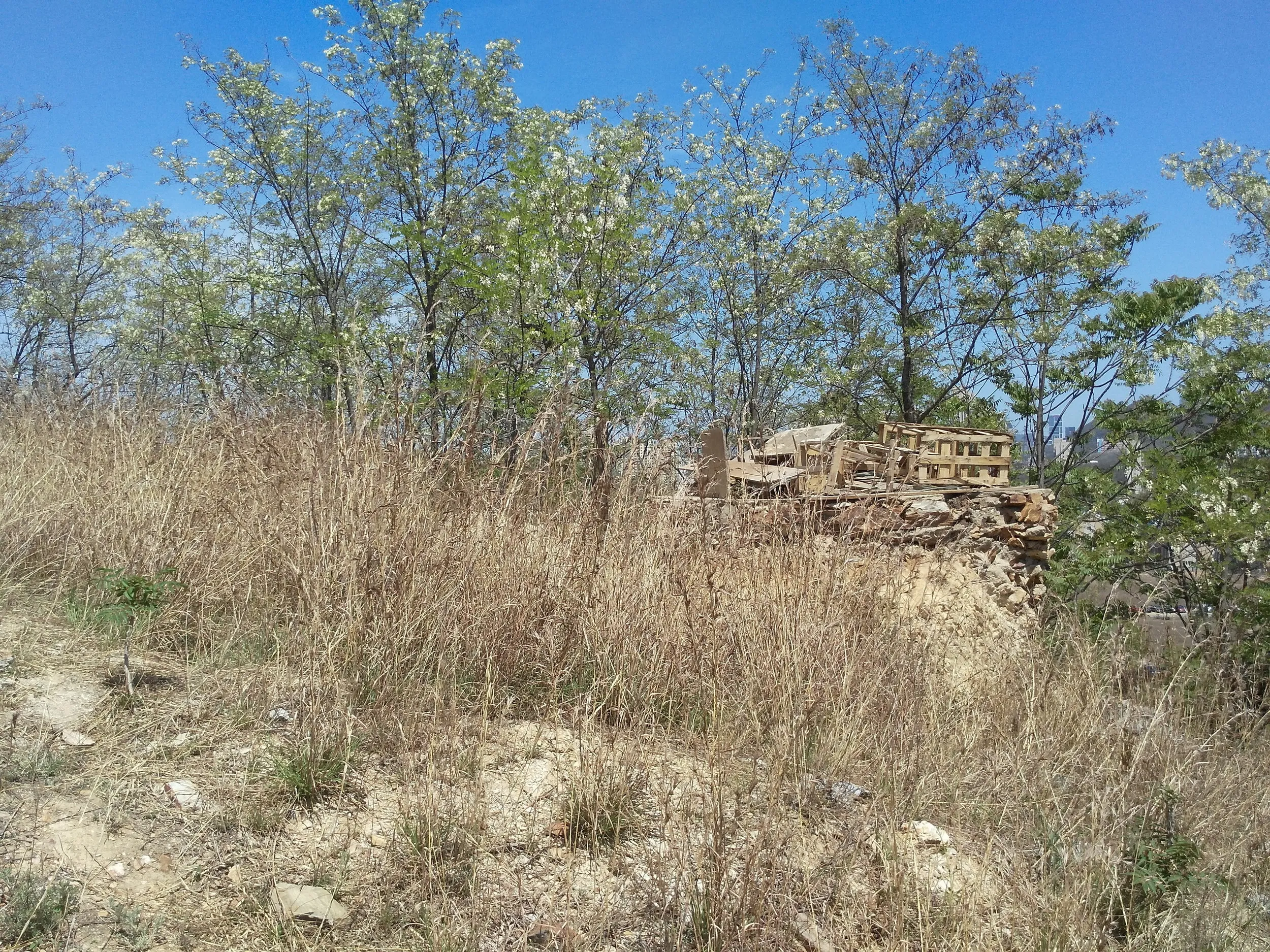 裏山の山頂を目指す