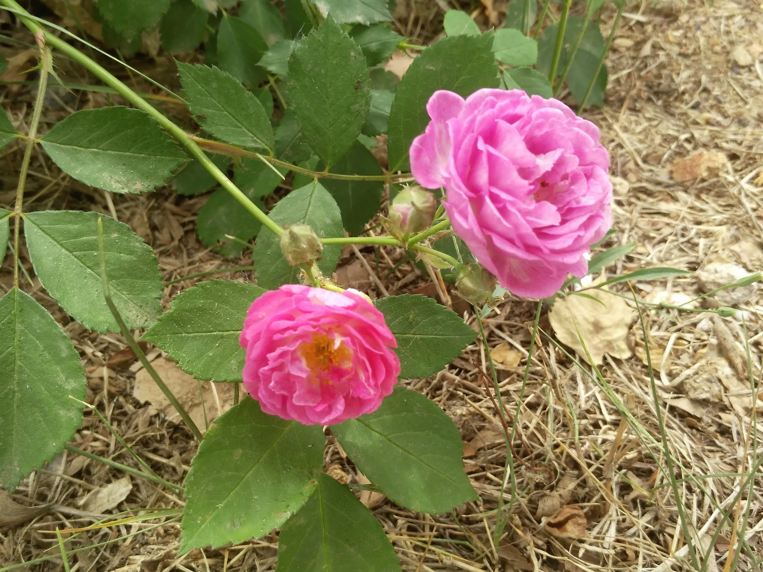 咲いていた薔薇の花