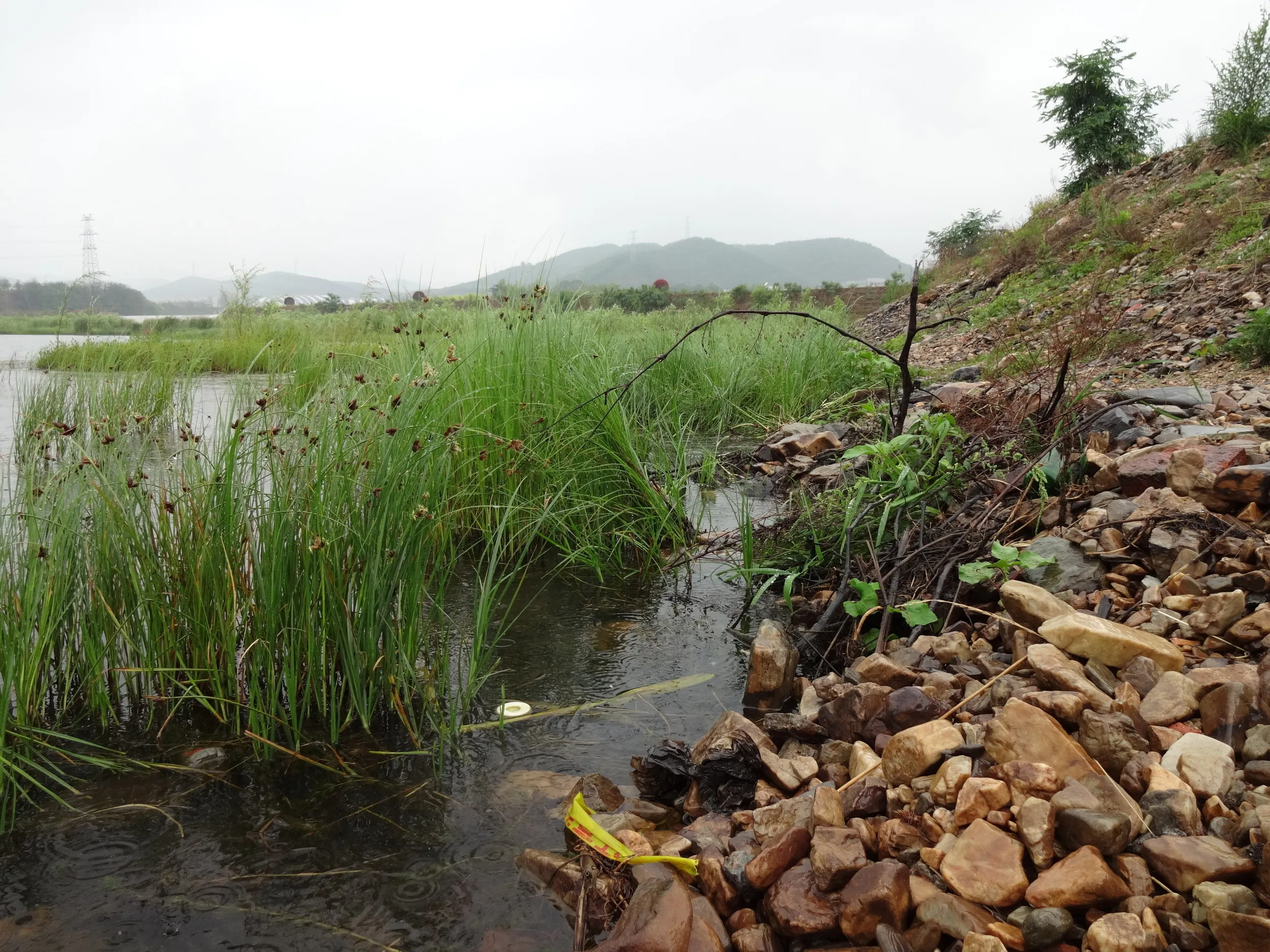 下水が流れ込む岸辺