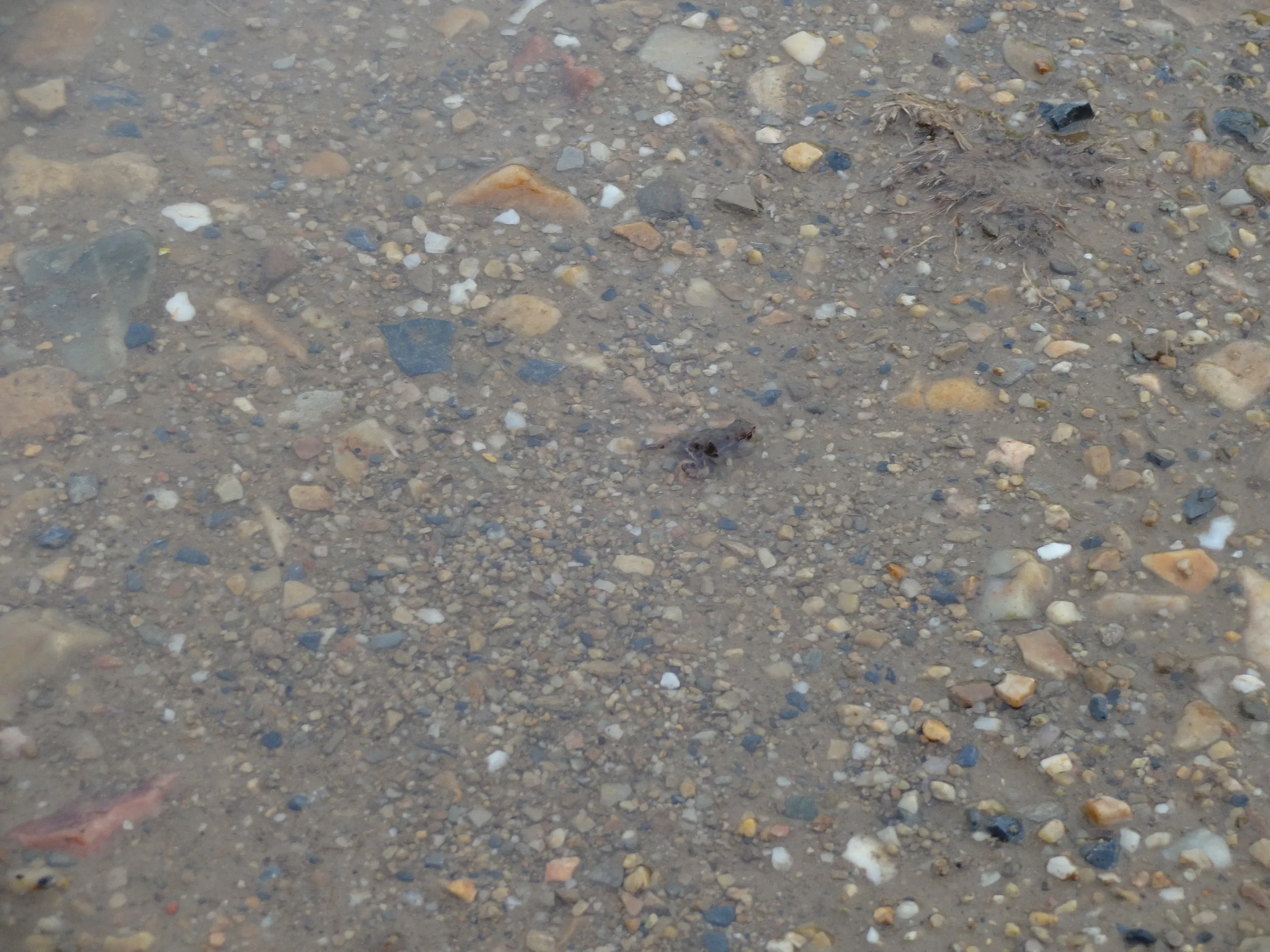 足元にいたカエル