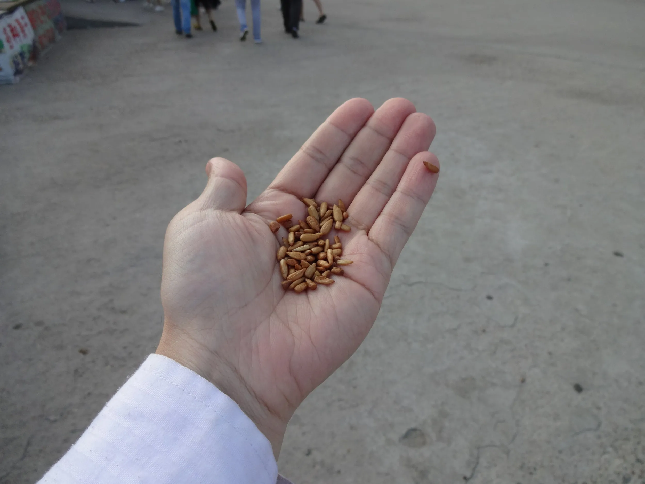 北朝鮮産の松の実