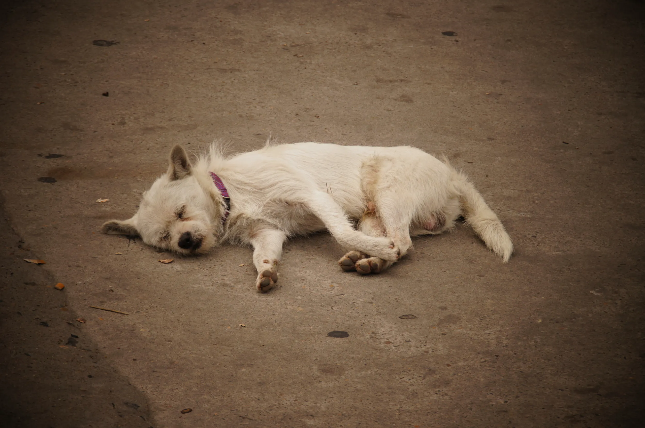 上南路で見た犬