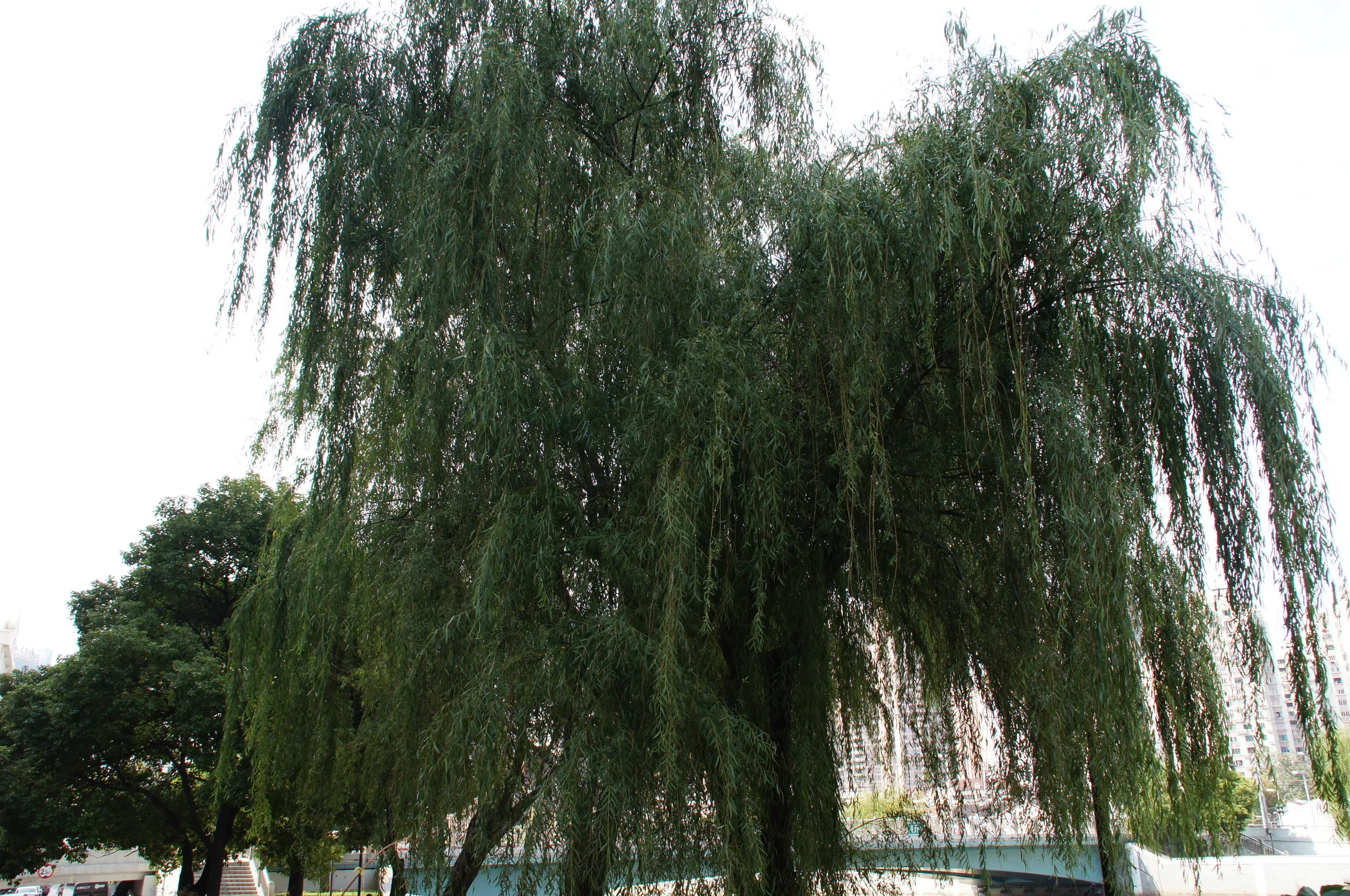 南蘇州路付近の風景