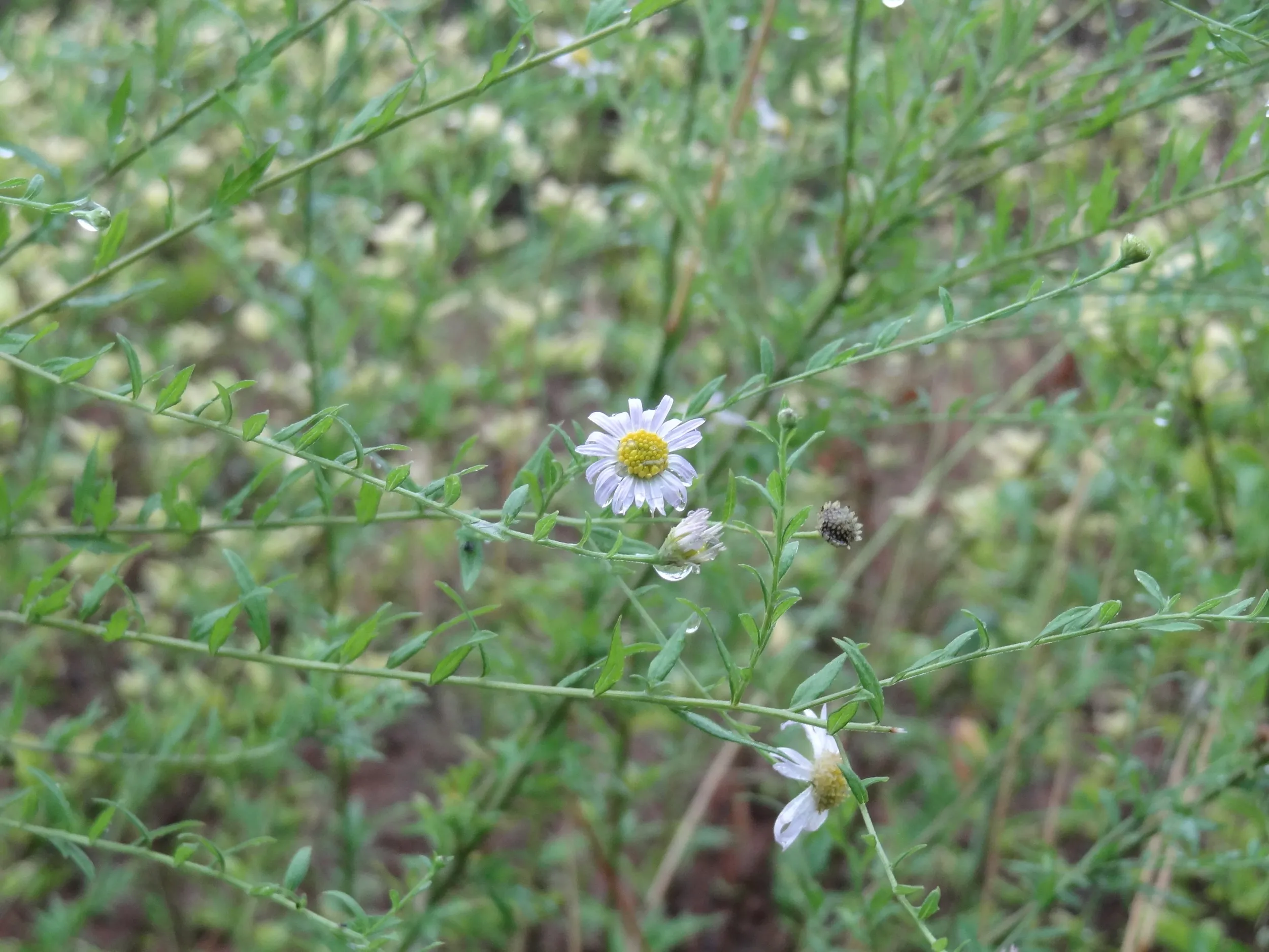 道端のマーガレットのような花
