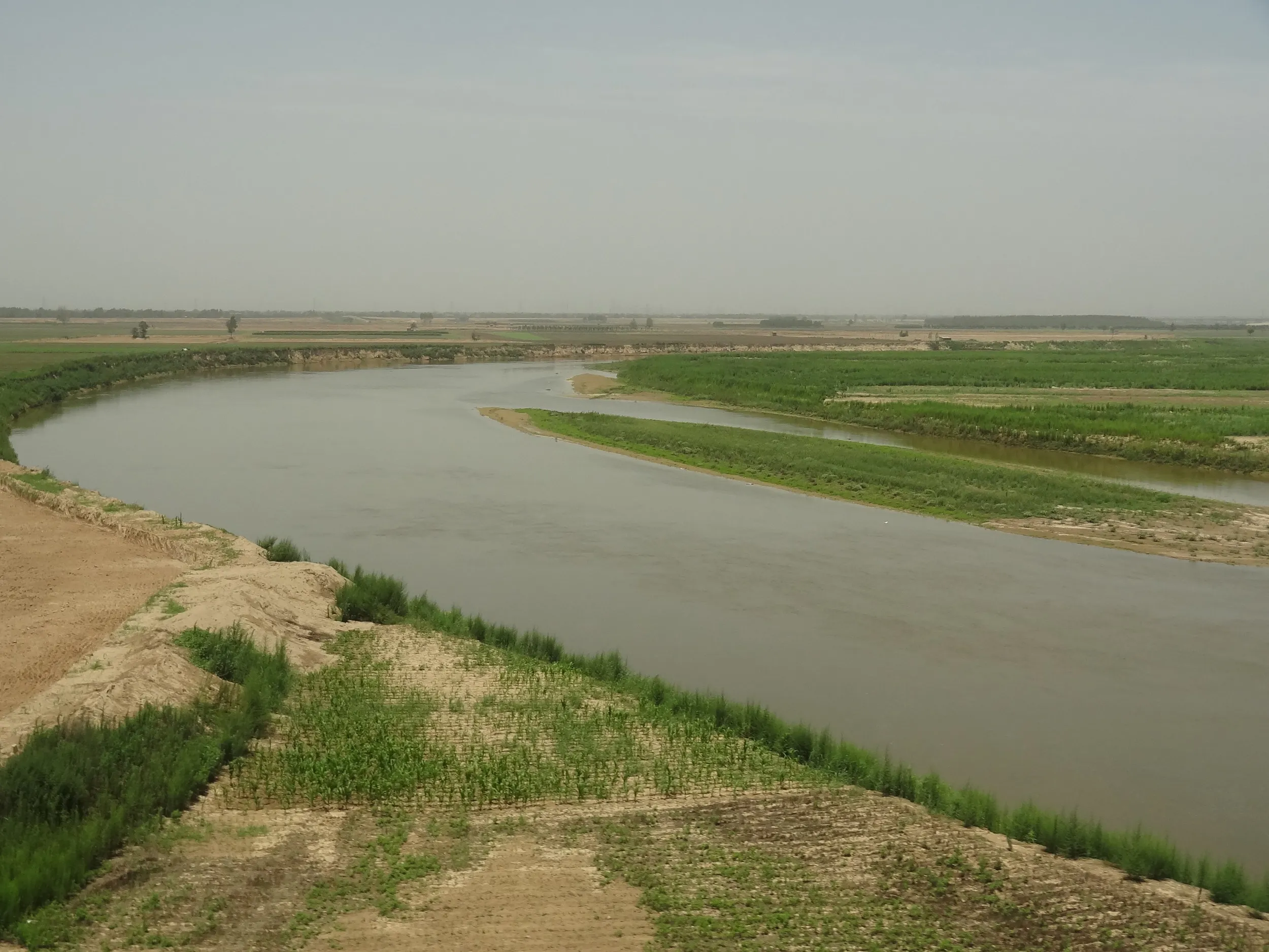 トウモロコシ畑と川