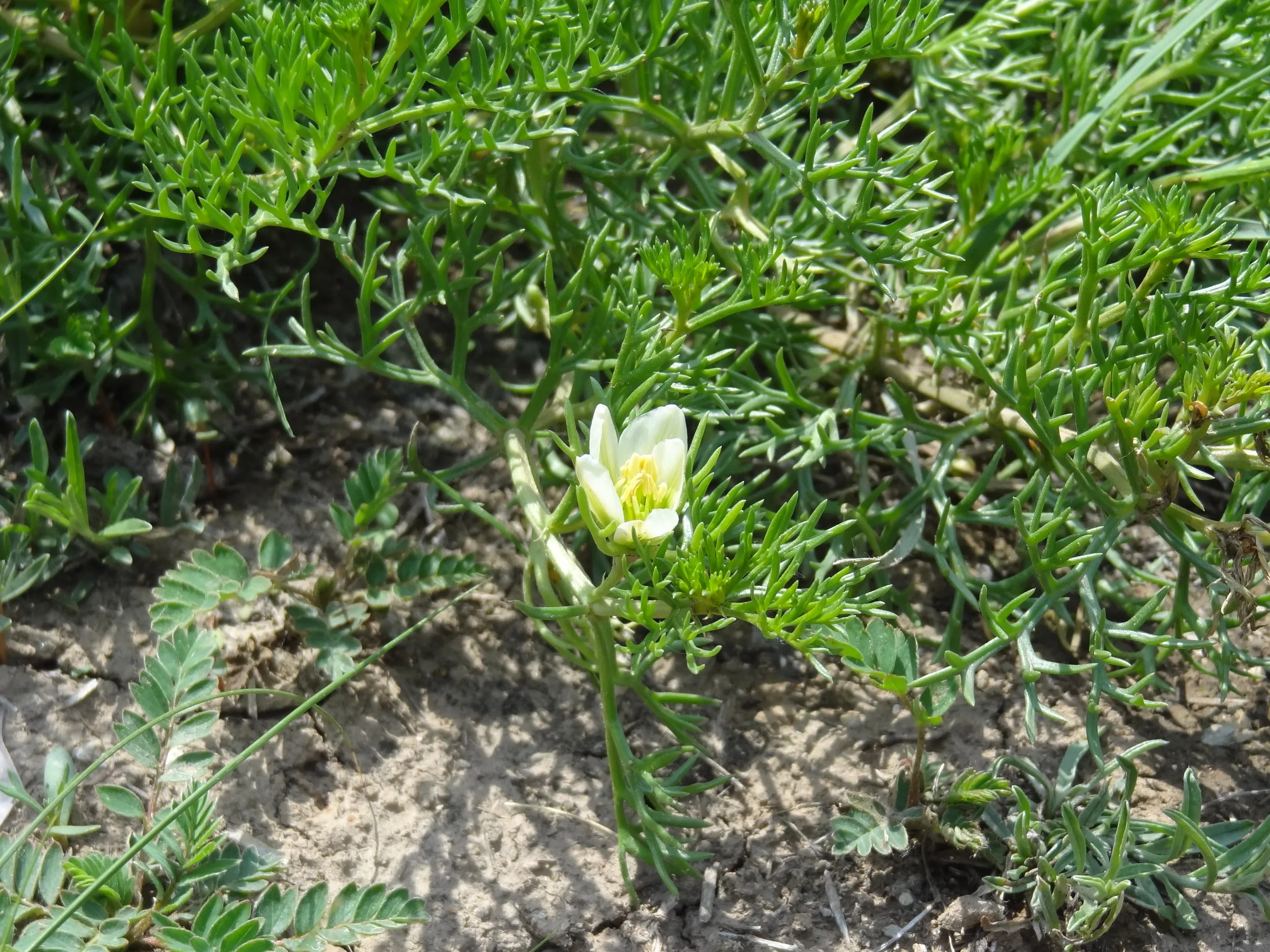 テレビ塔下で見た花