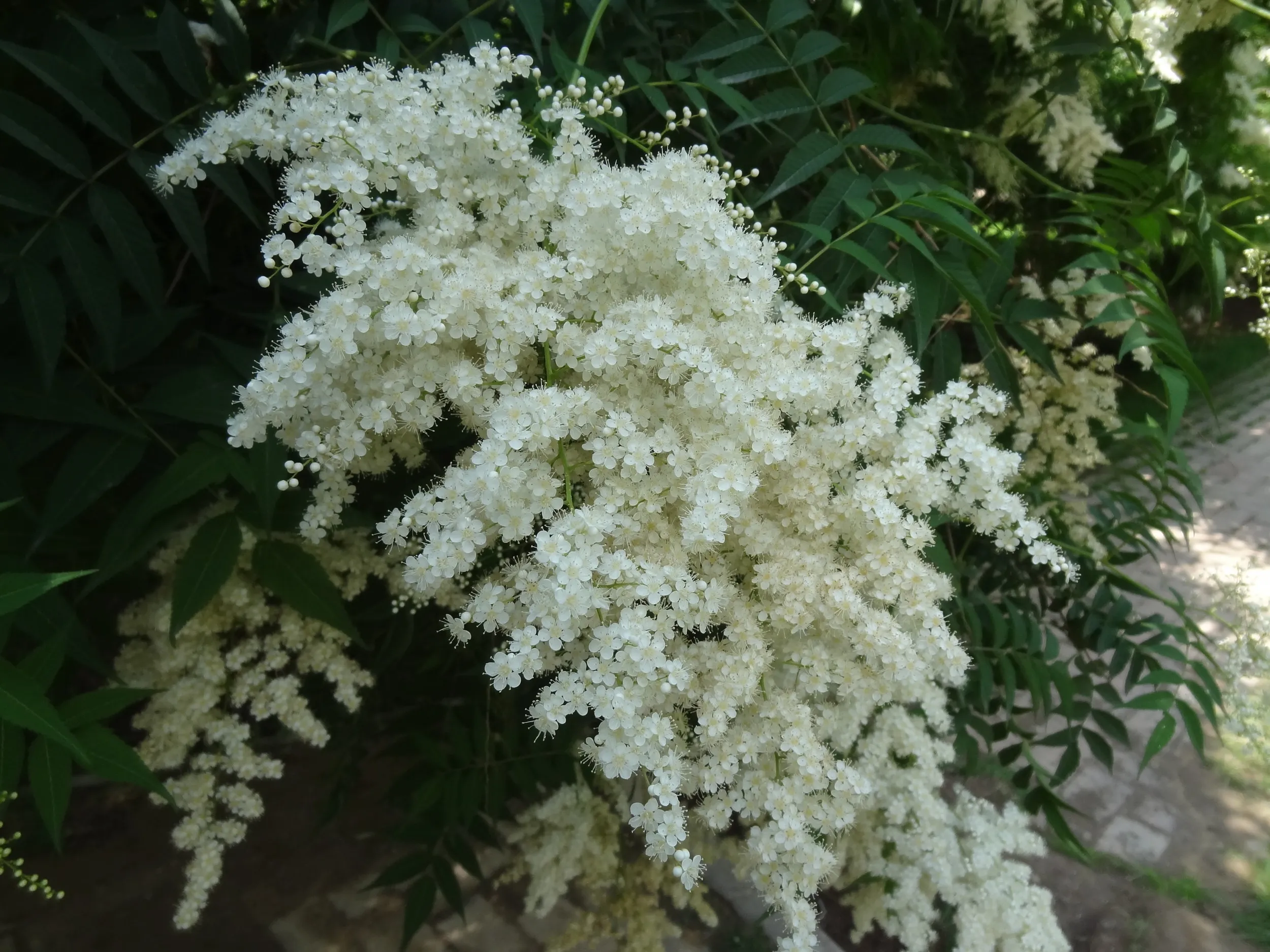 薔薇園に咲く白い花