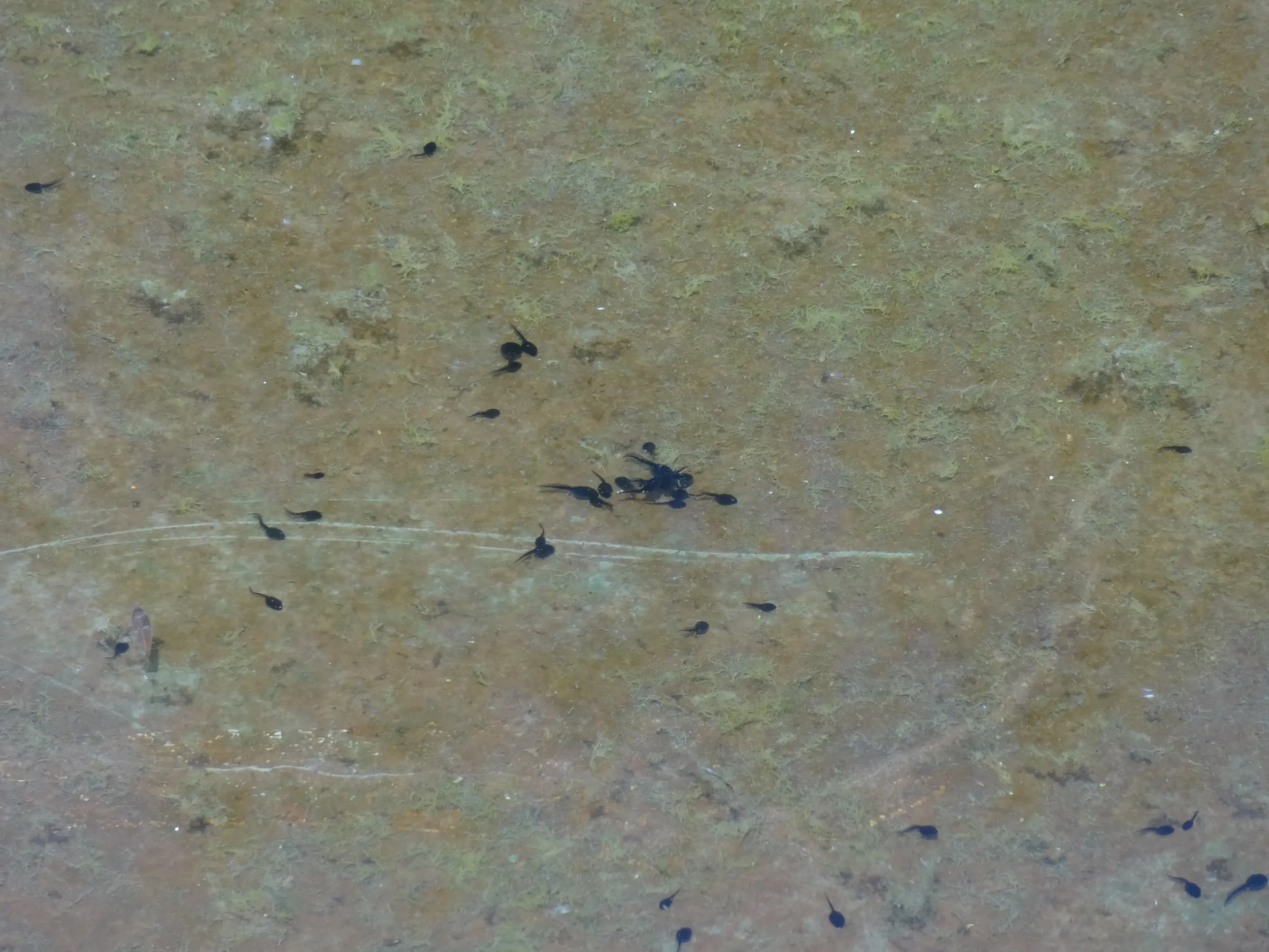 池にいたオタマジャクシ