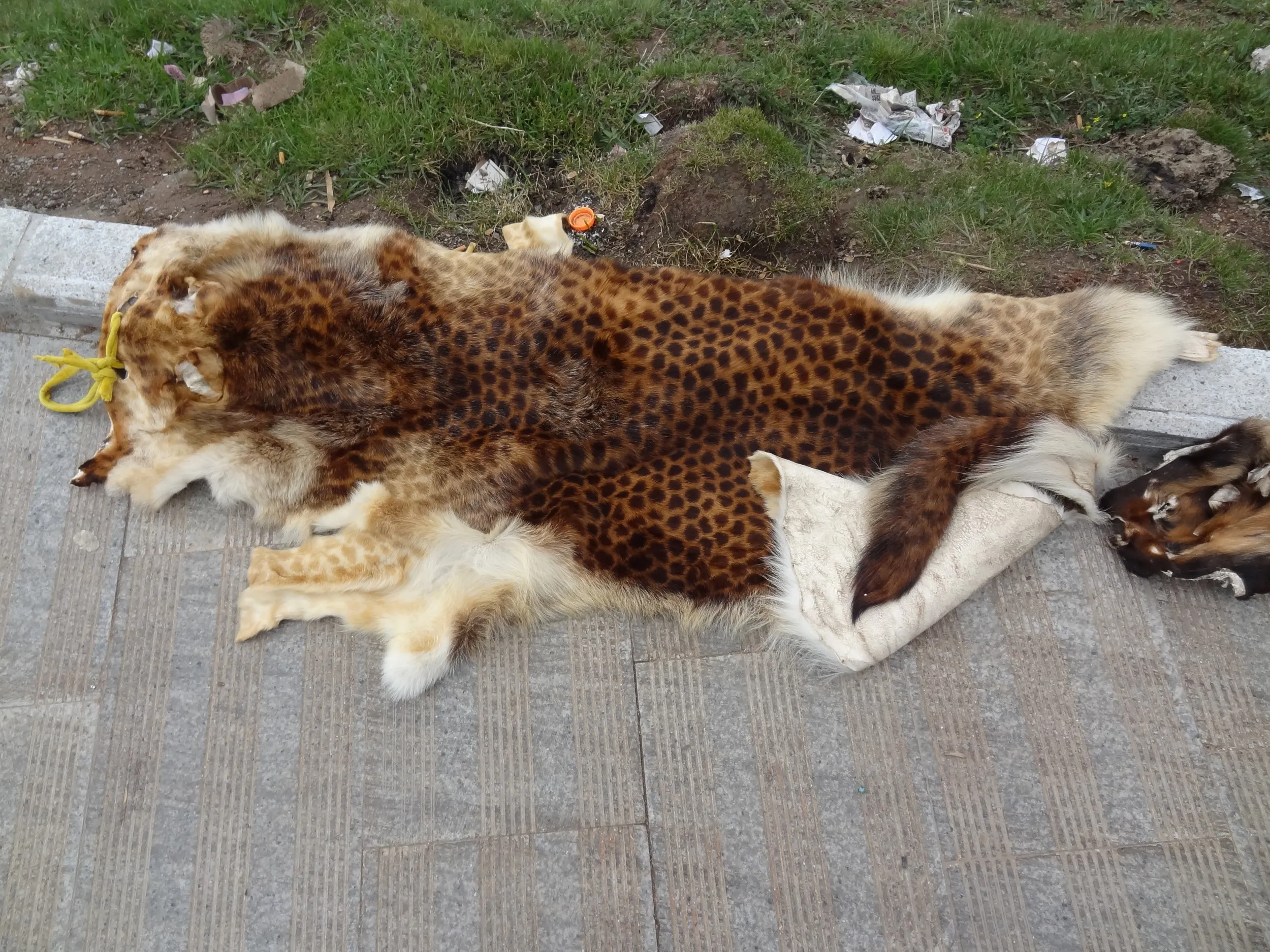 日月山で見た毛皮