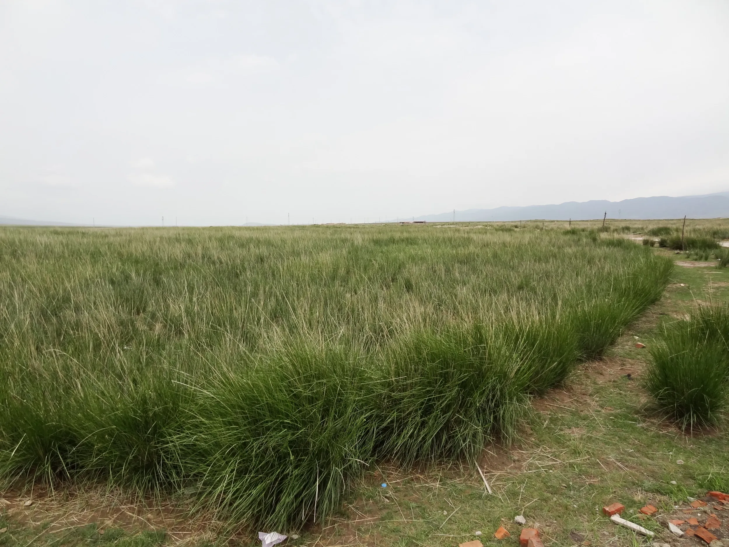 倒淌河から高原を一望