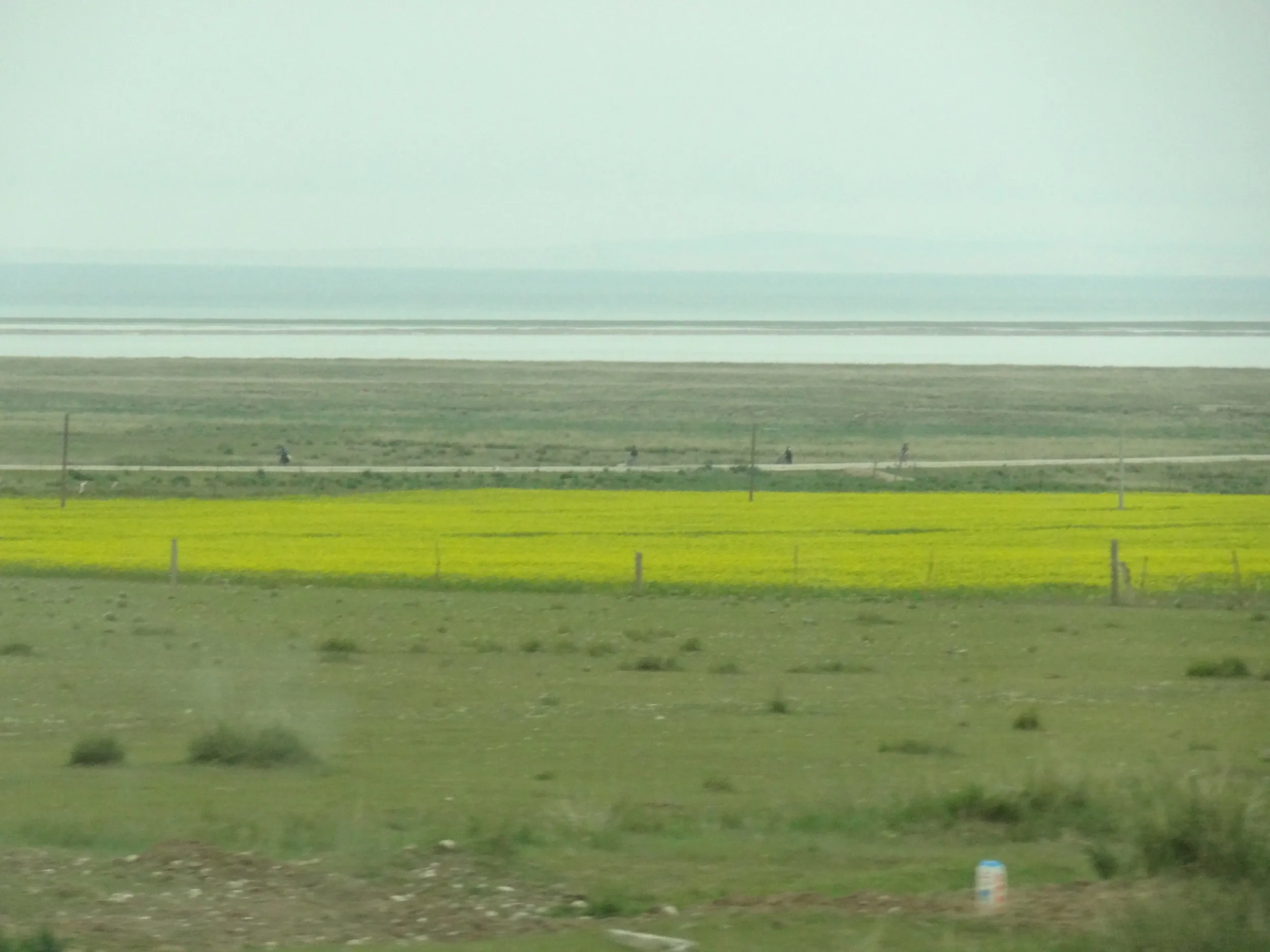 菜の花畑の奥に見える青海湖